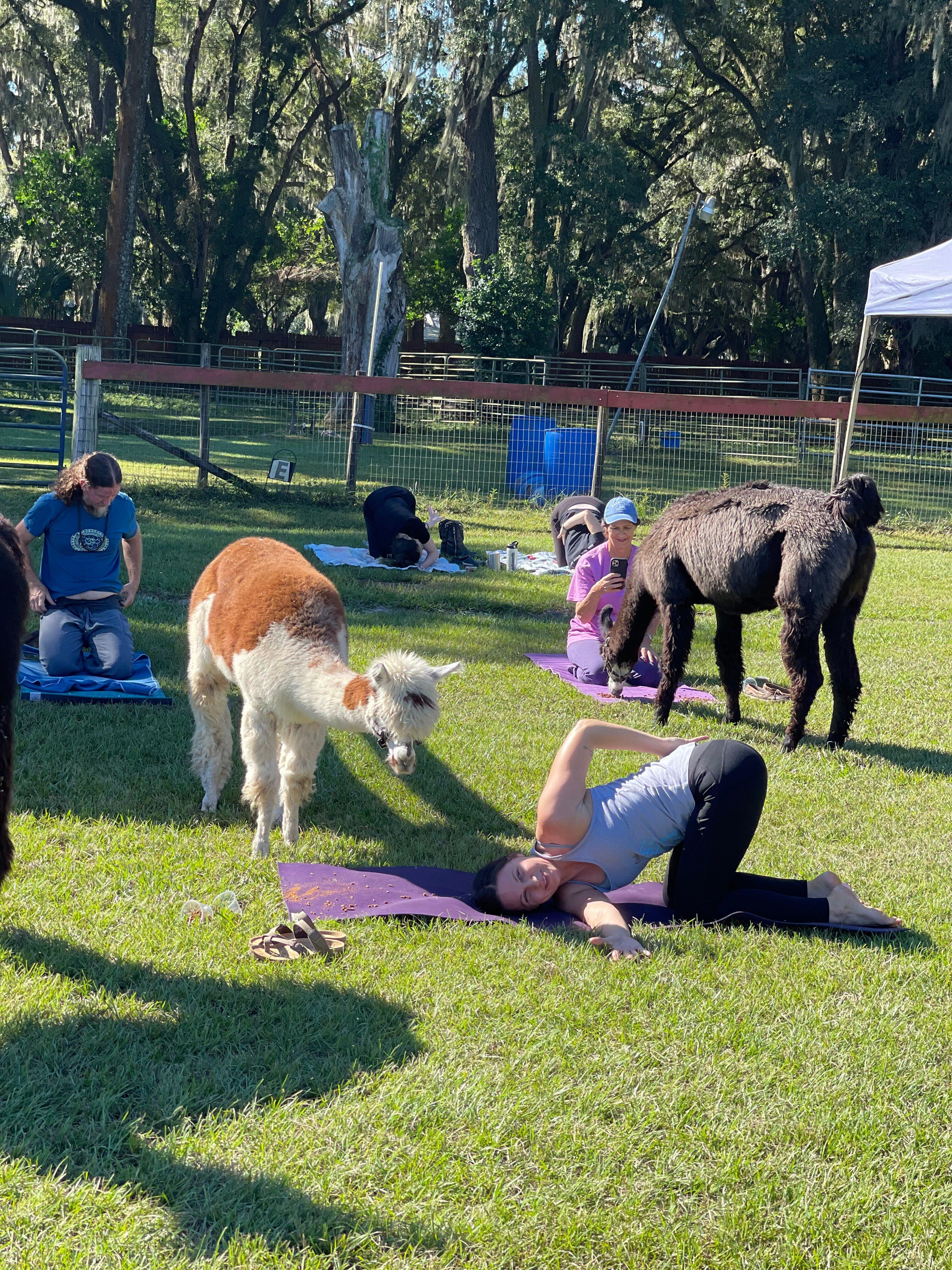 Beautiful Creatures Animal Ranch