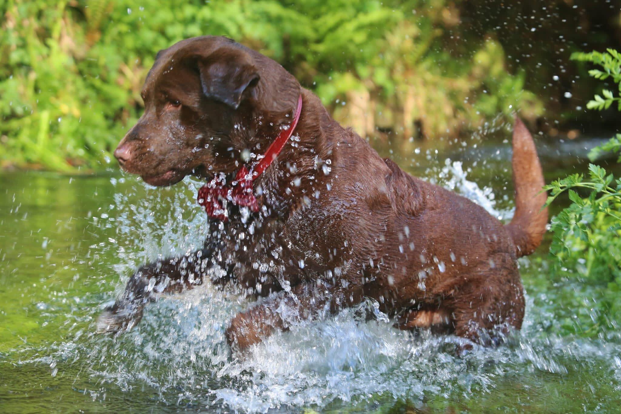 The Doghouse Deli & Bar