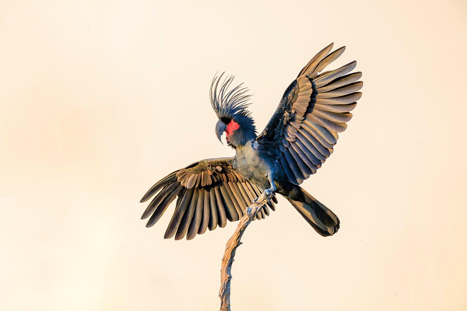 Tracks Birding & Photography Tours