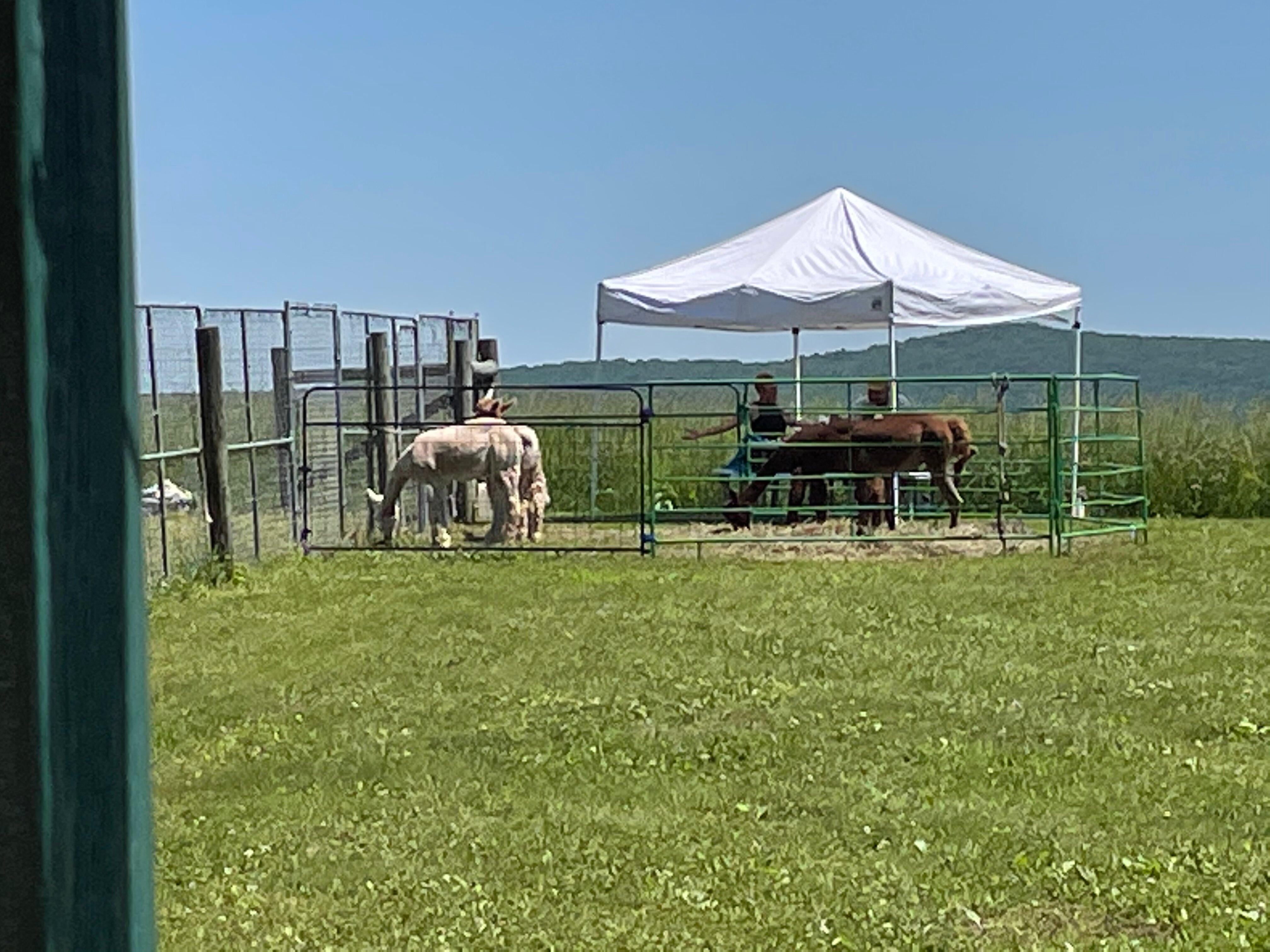 Picnic Woods Alpacas