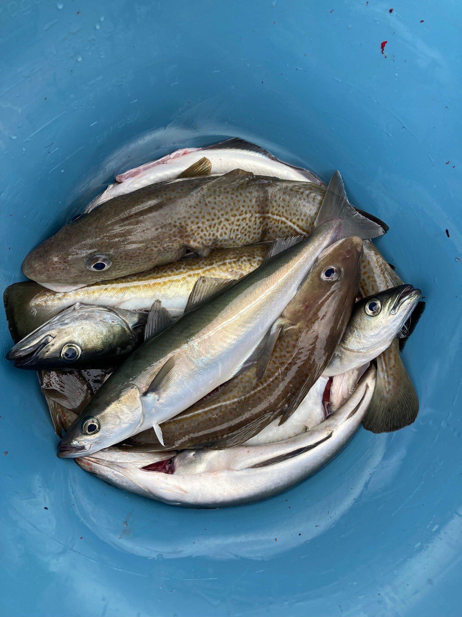 Whitby Fishing Trips