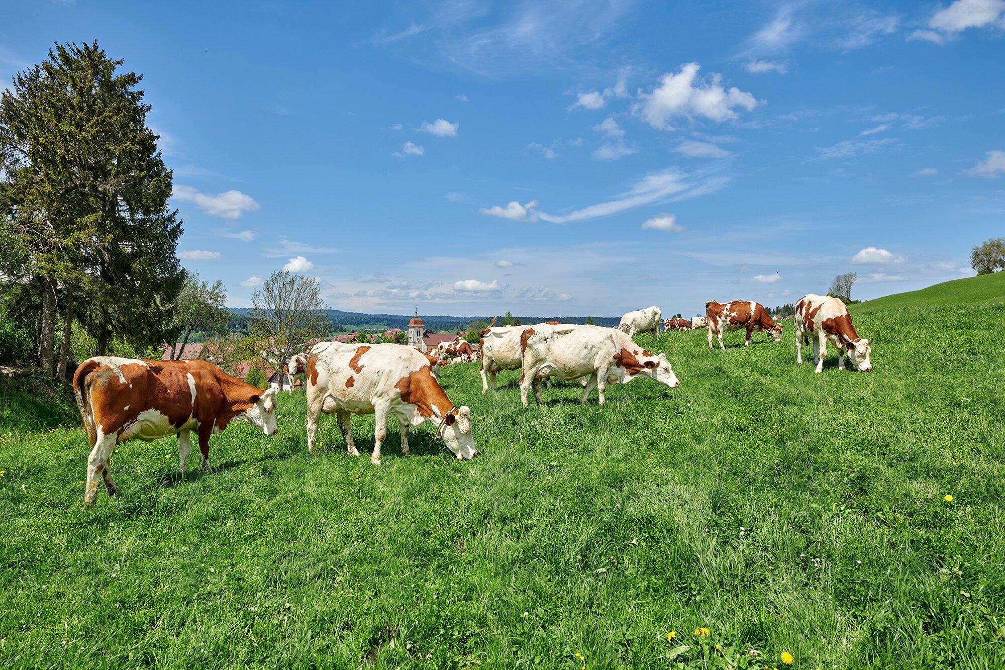 Les Sentiers Du Morbier - Le Mystère Du Trait Noir