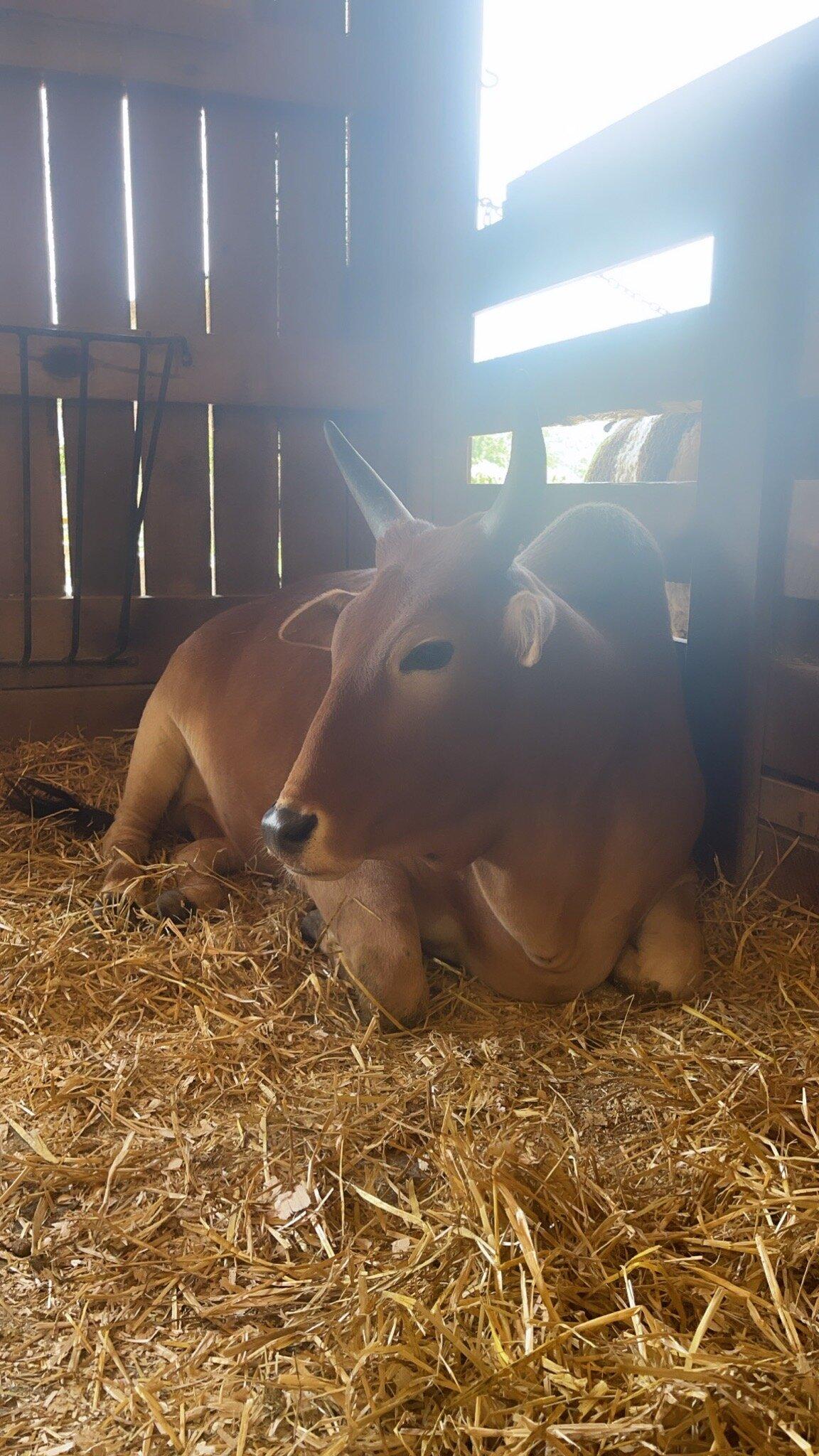 Fox's High Rock Farm