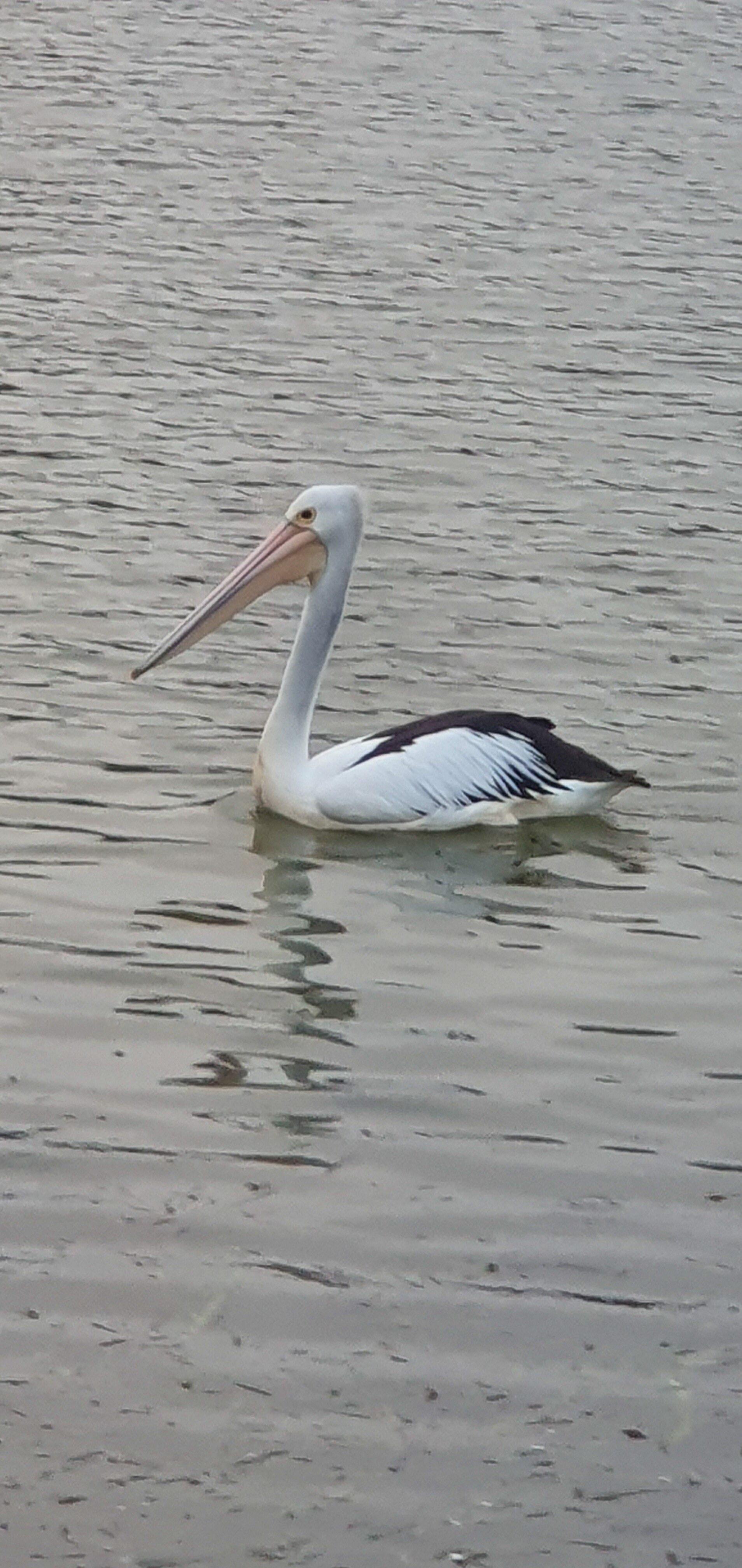 Harrington Park Lake