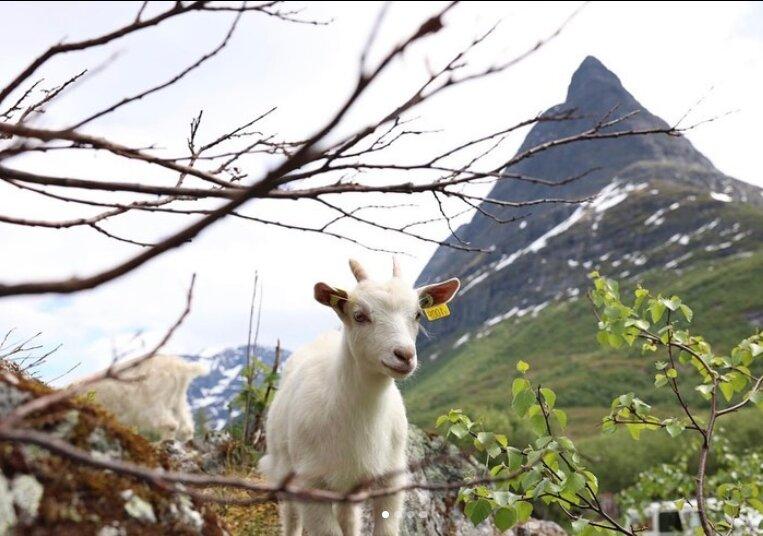 Innerdalshytta - KNT