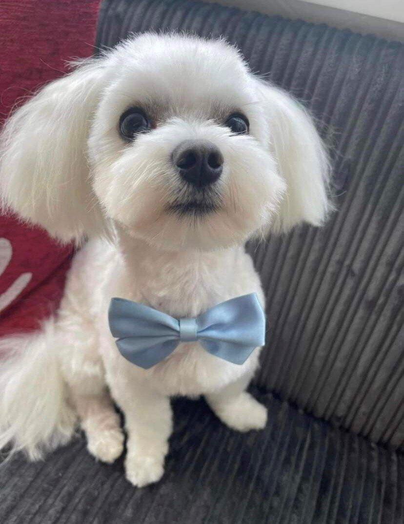 Woof Woof Charlie Ice Cream Parlour