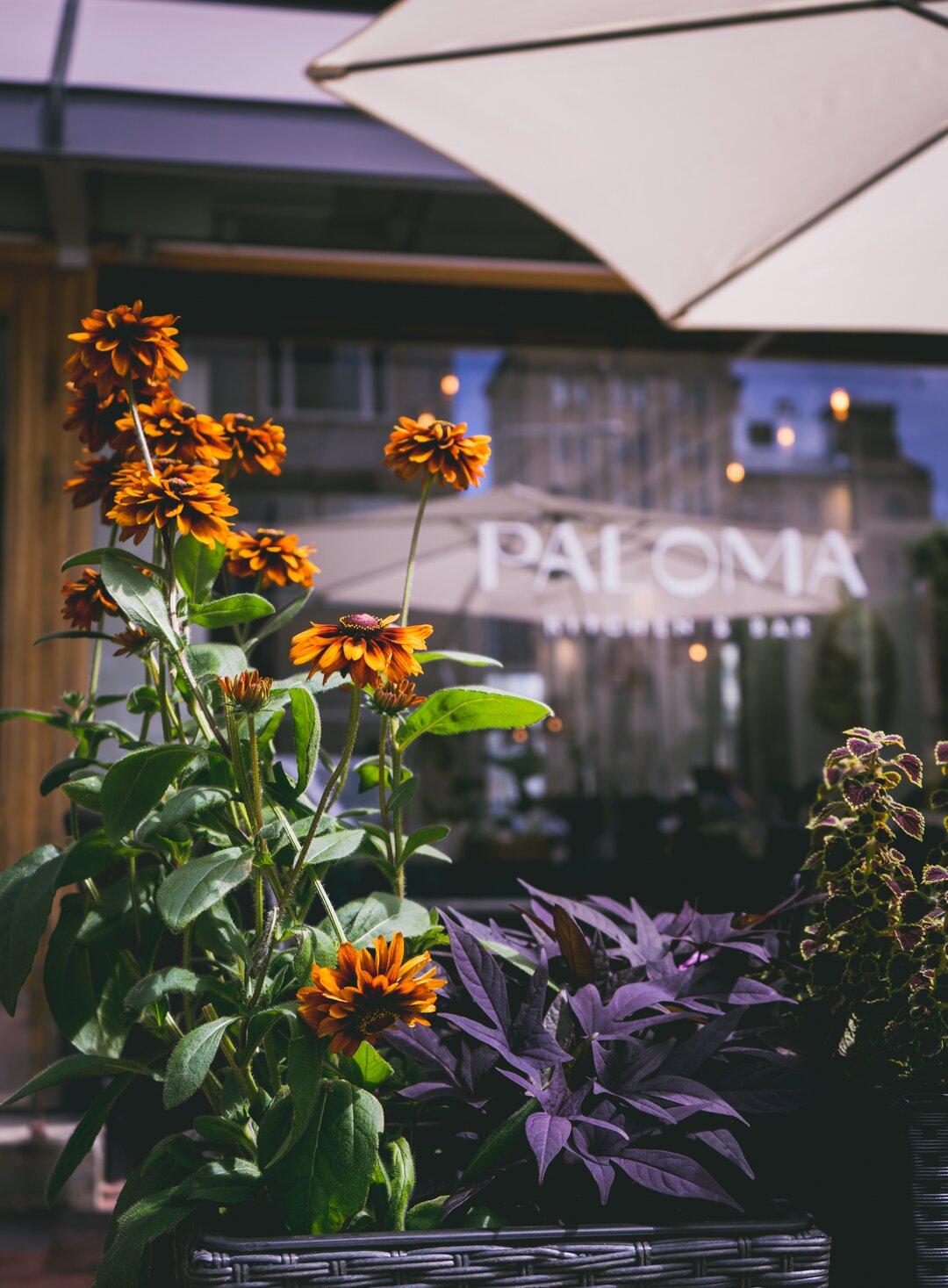 Paloma Kitchen & Bar