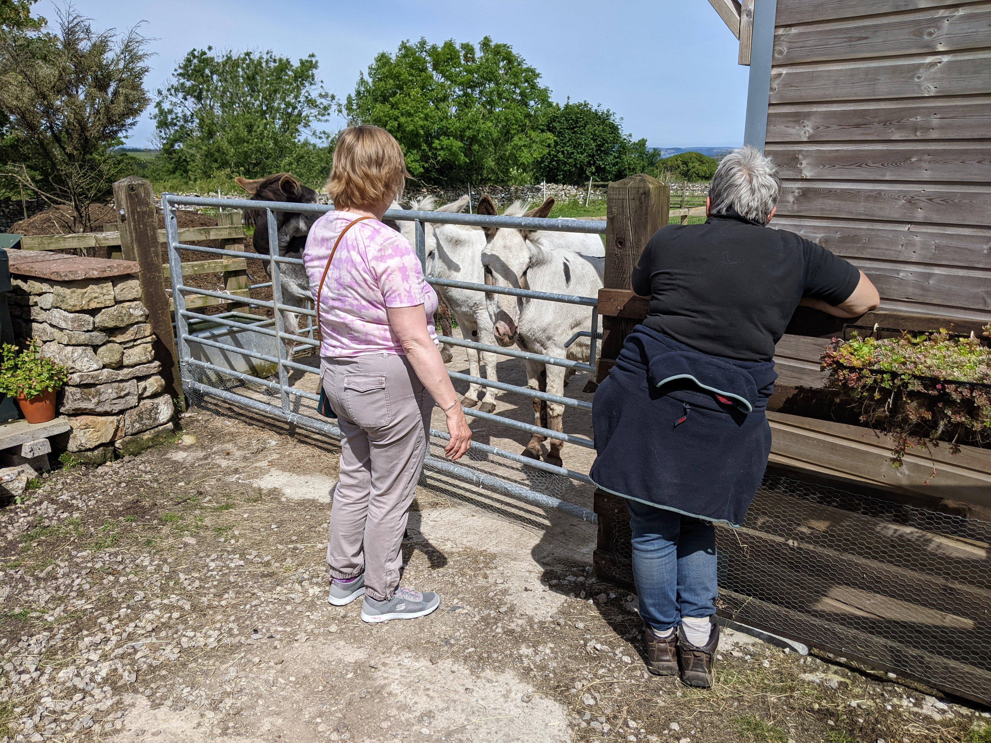 Barnhill Donkeys Retreat At Sleagill