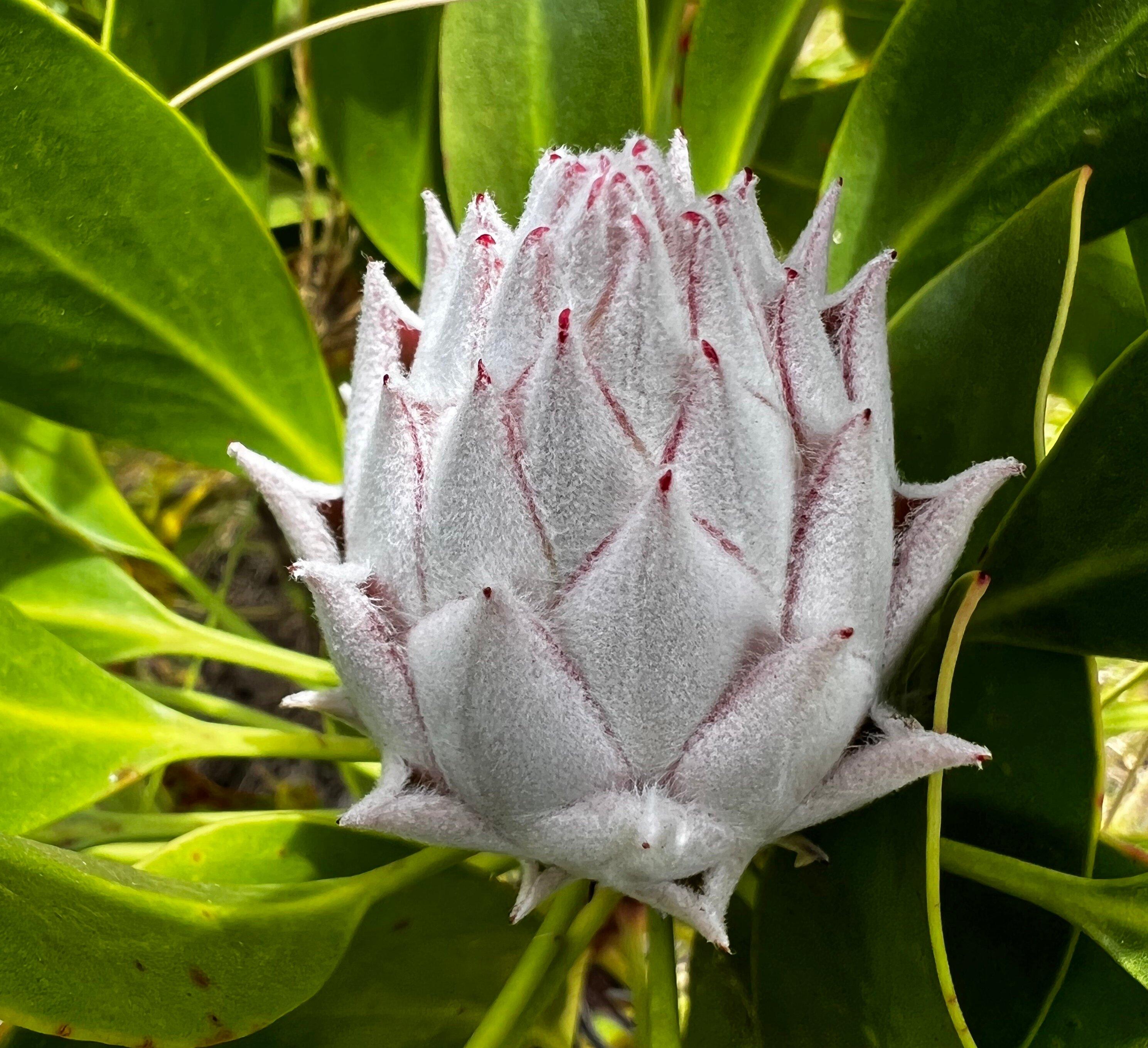 Malolo Farm - Proteas Of Maui