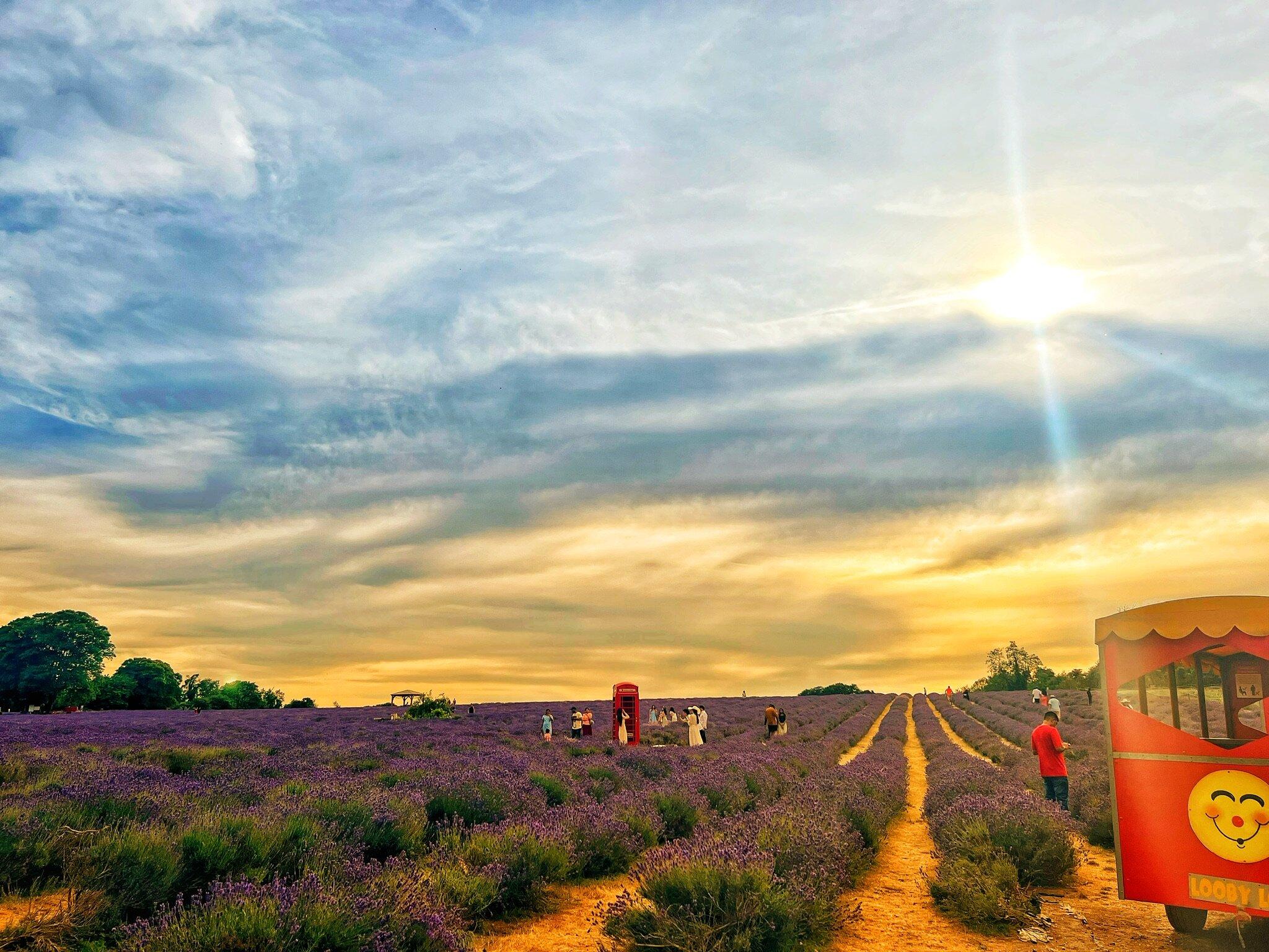 Mayfield Lavender Farm