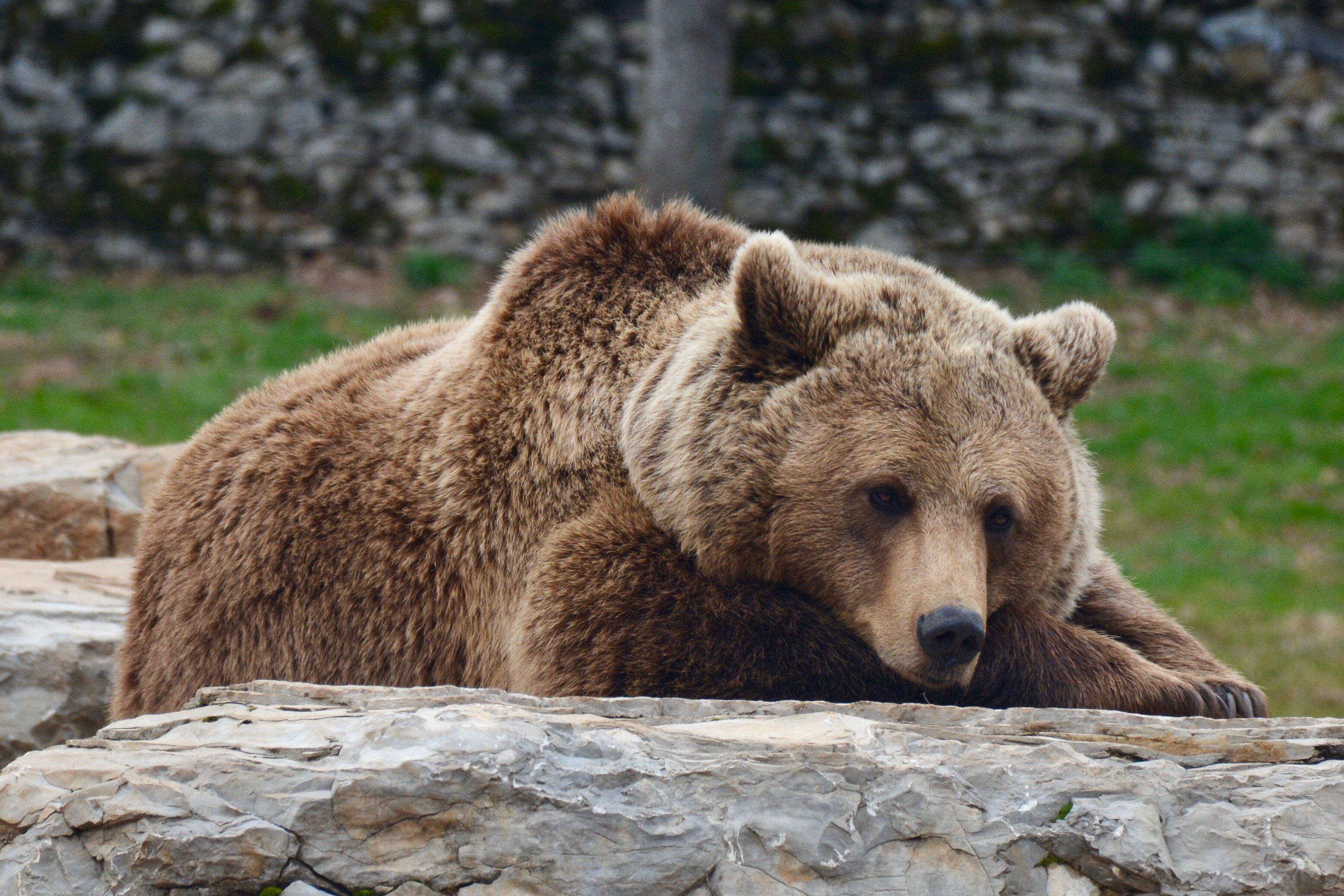 Parc Animalier de Gramat
