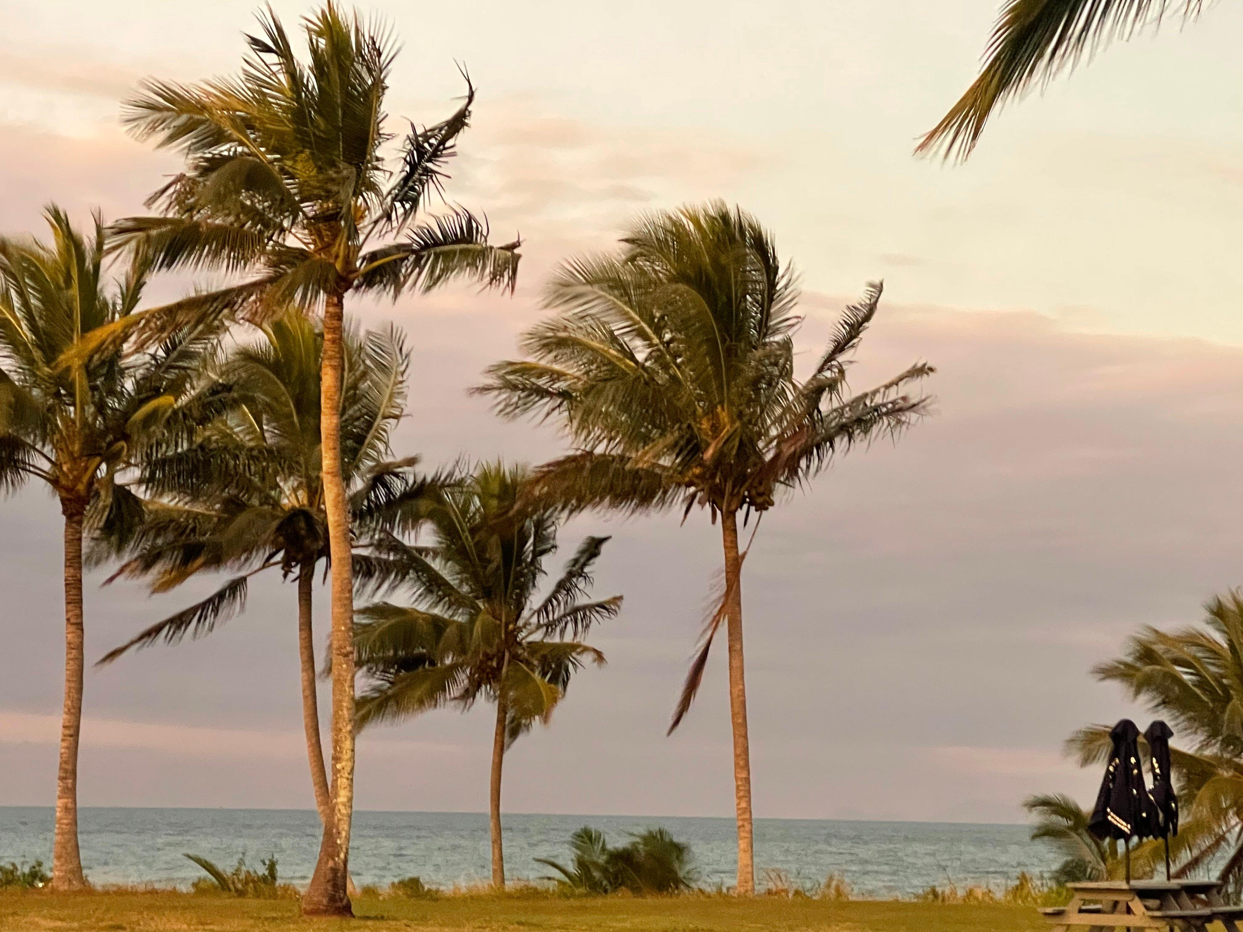 The Palms. Sarina Beach