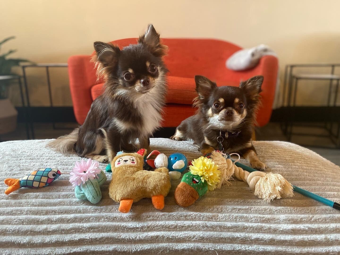 Photo by TheChihuahuaLounge