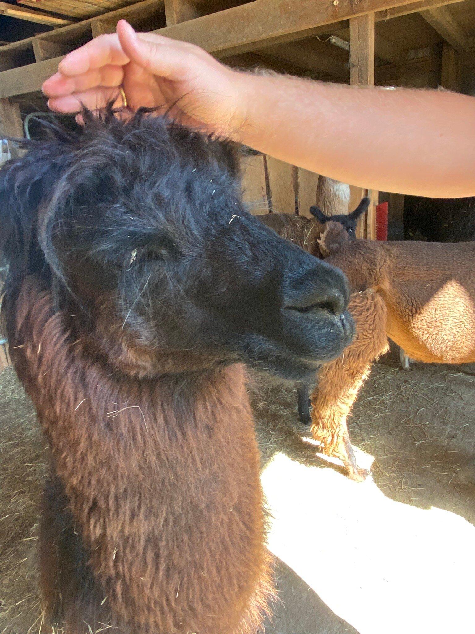 Nonies Hof Alpakahof