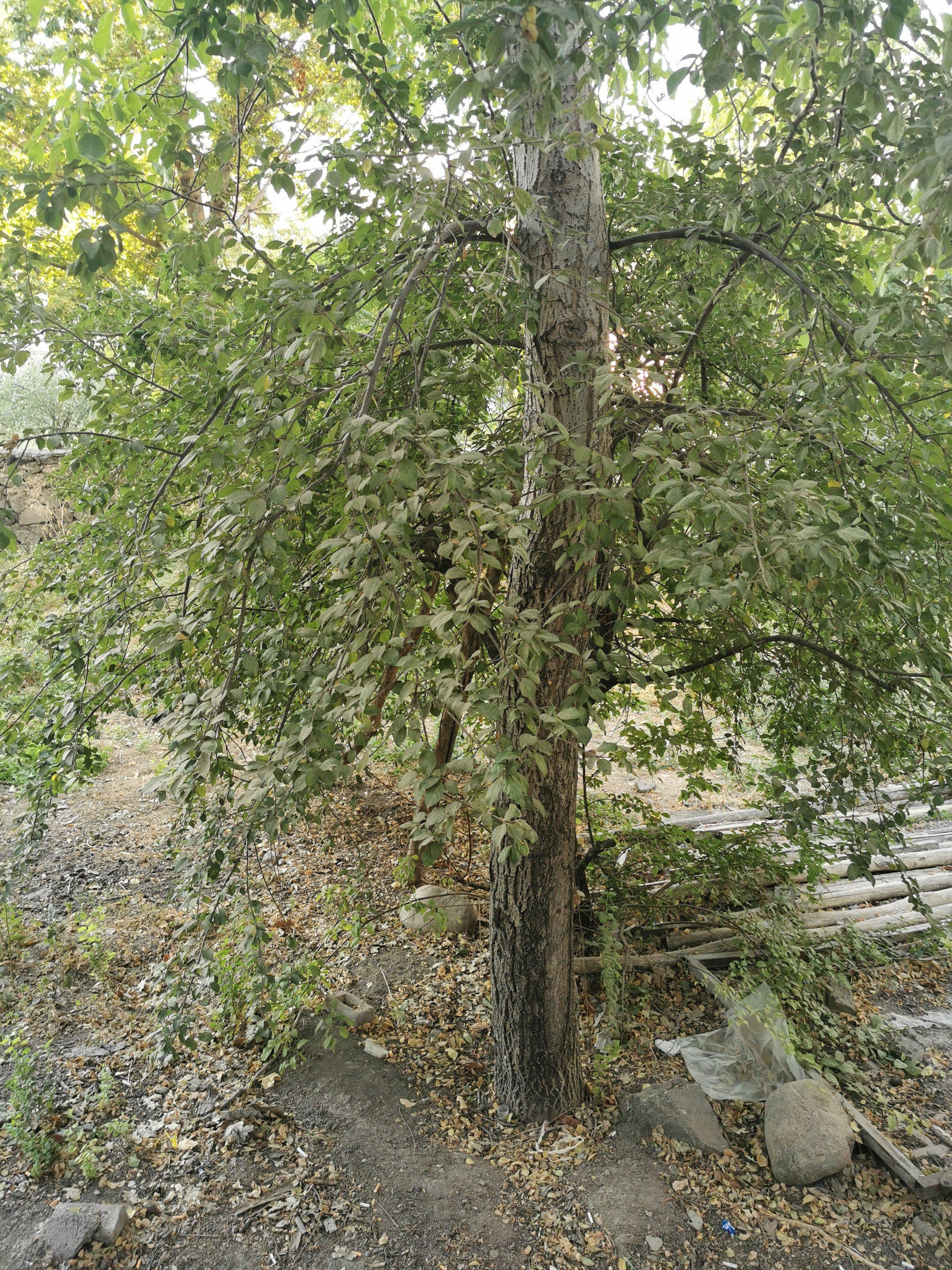 Speedy Pepper Forres