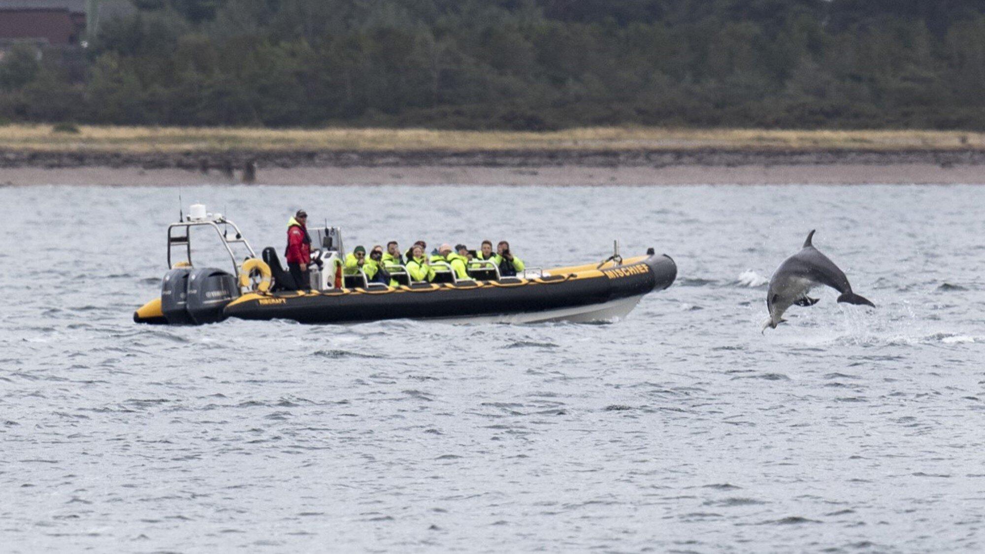 Dolphin Spirit Inverness