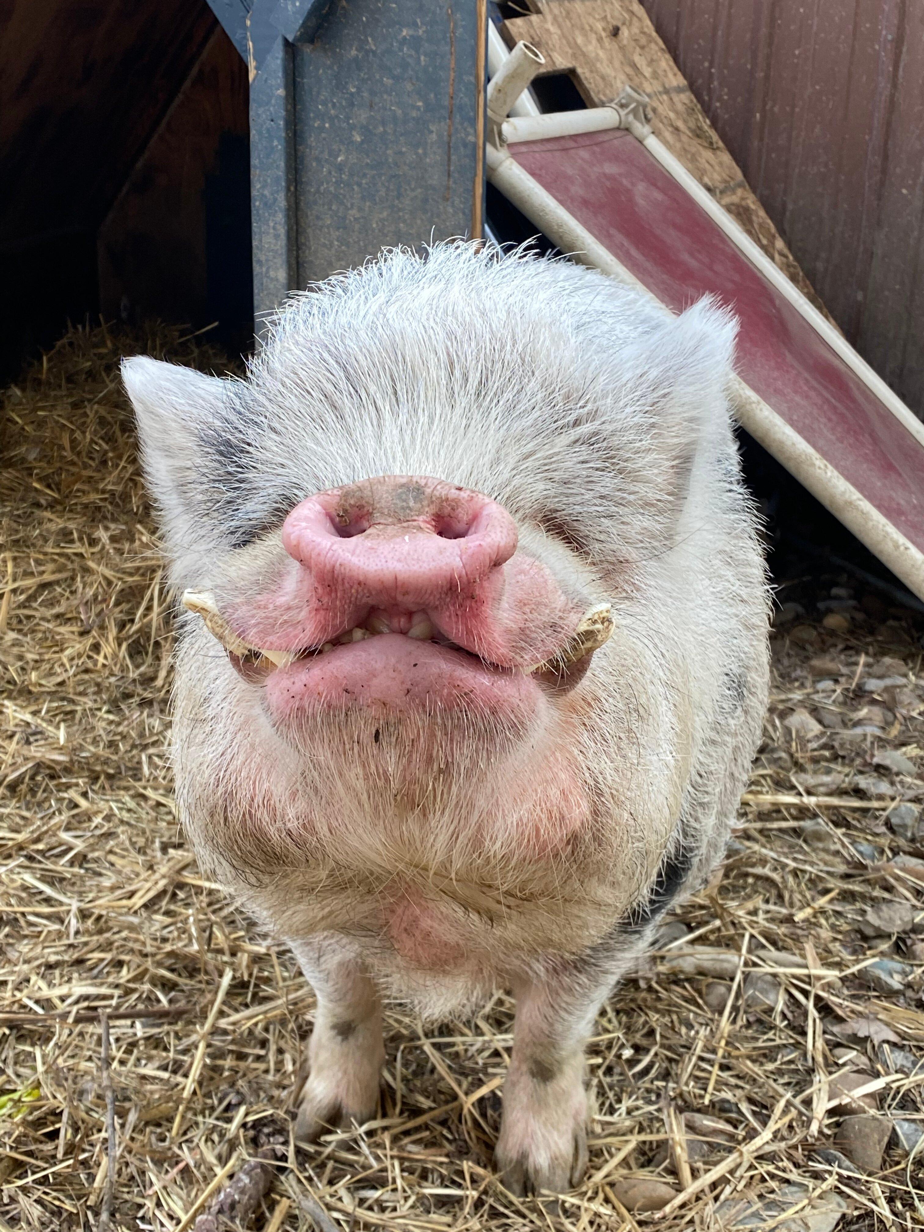 Whispering Acres Farm Animal Sanctuary