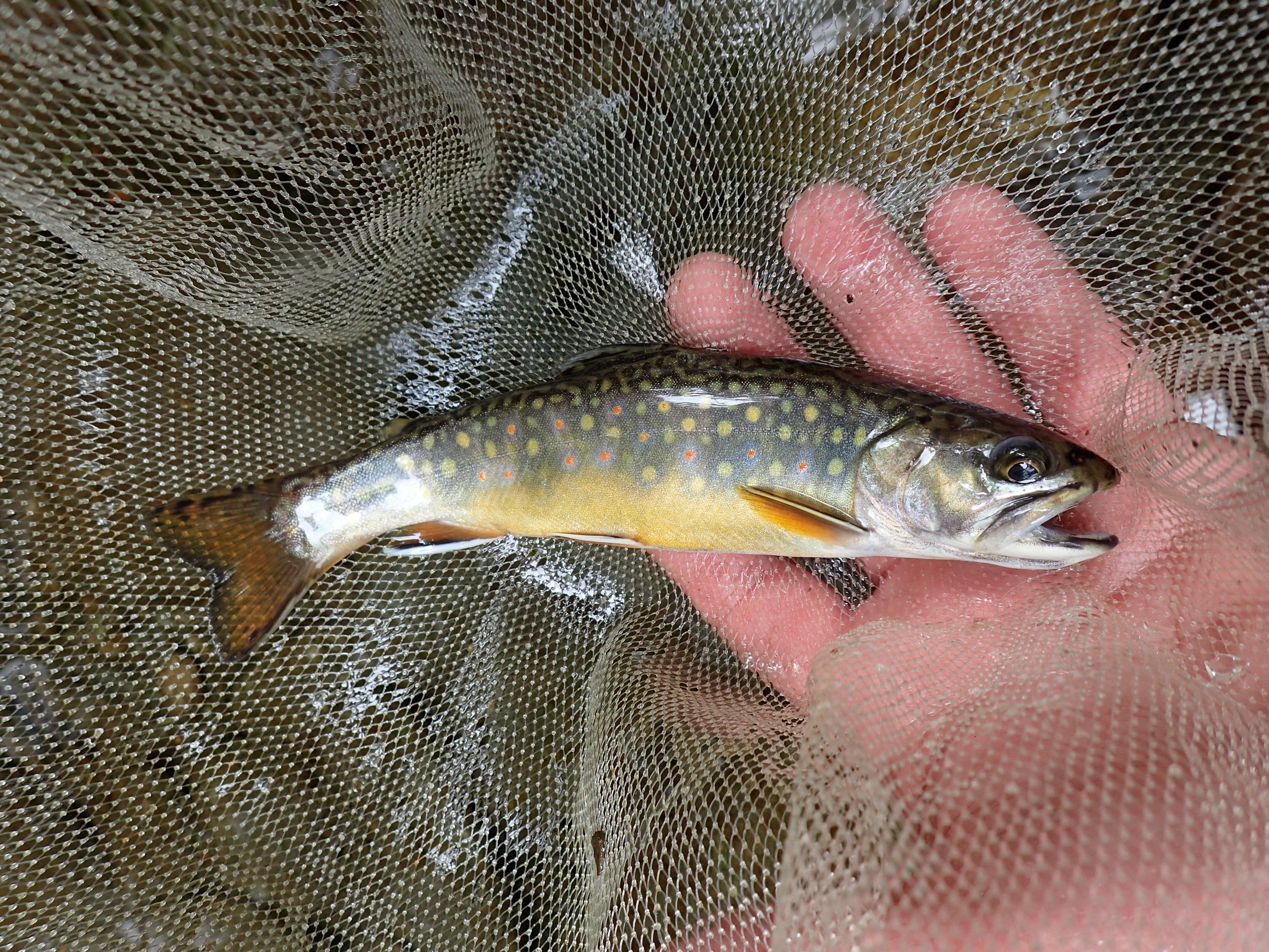 Uncle Jammer's Guide Service