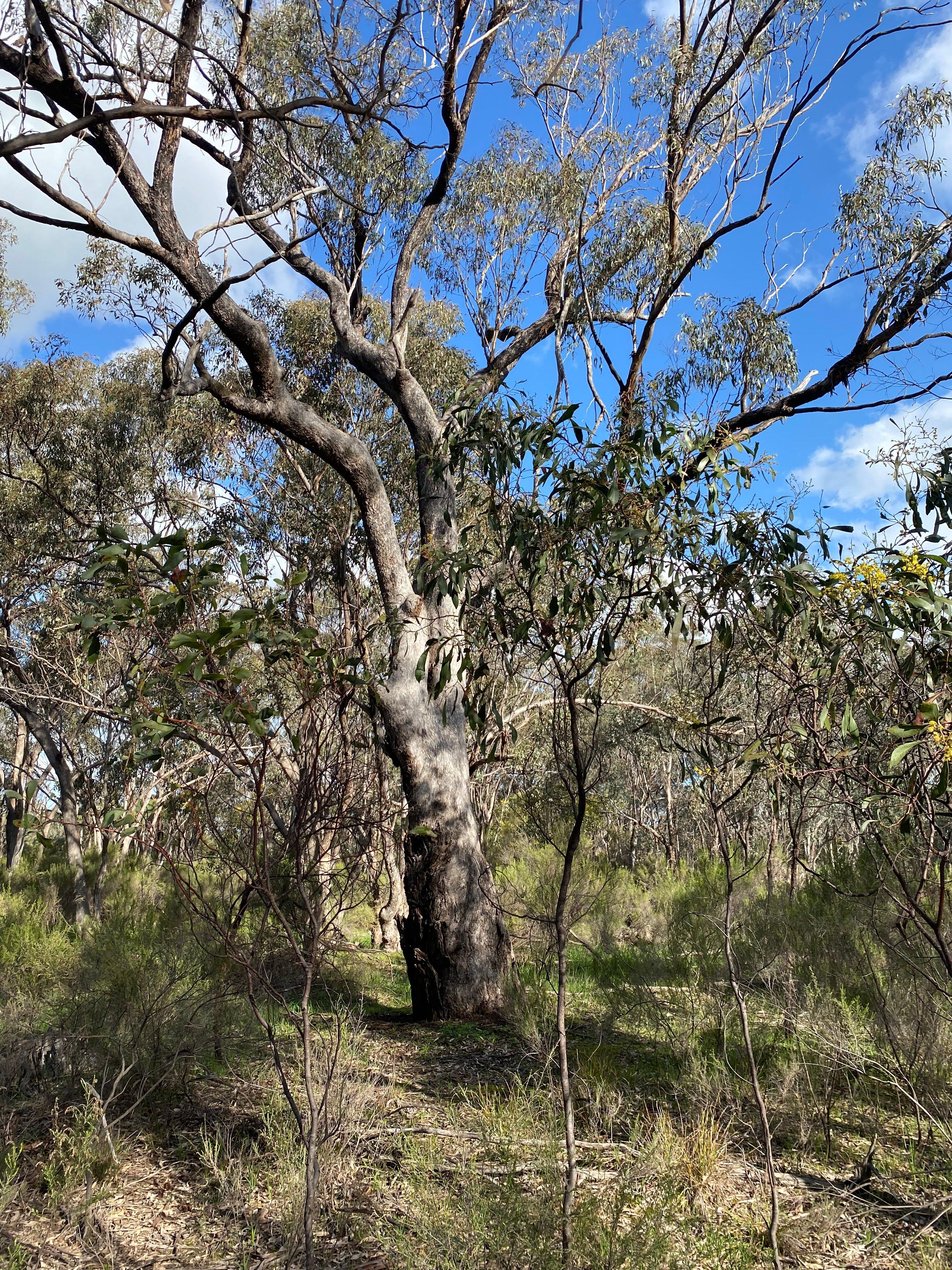 Mangalore Fauna & Flora Reserve