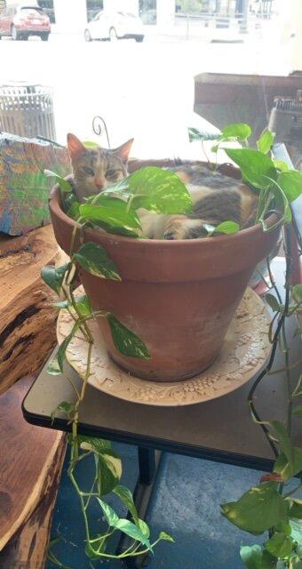 Circle P Antiques and Collectables