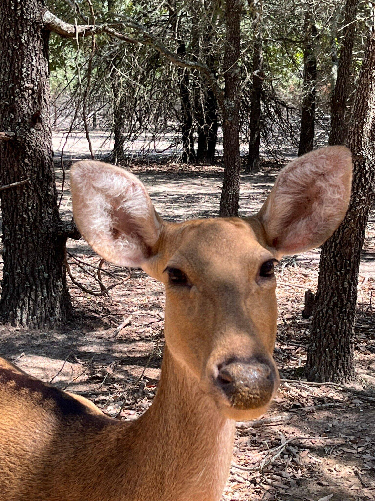 Rocky Ridge Drive Thru Safari