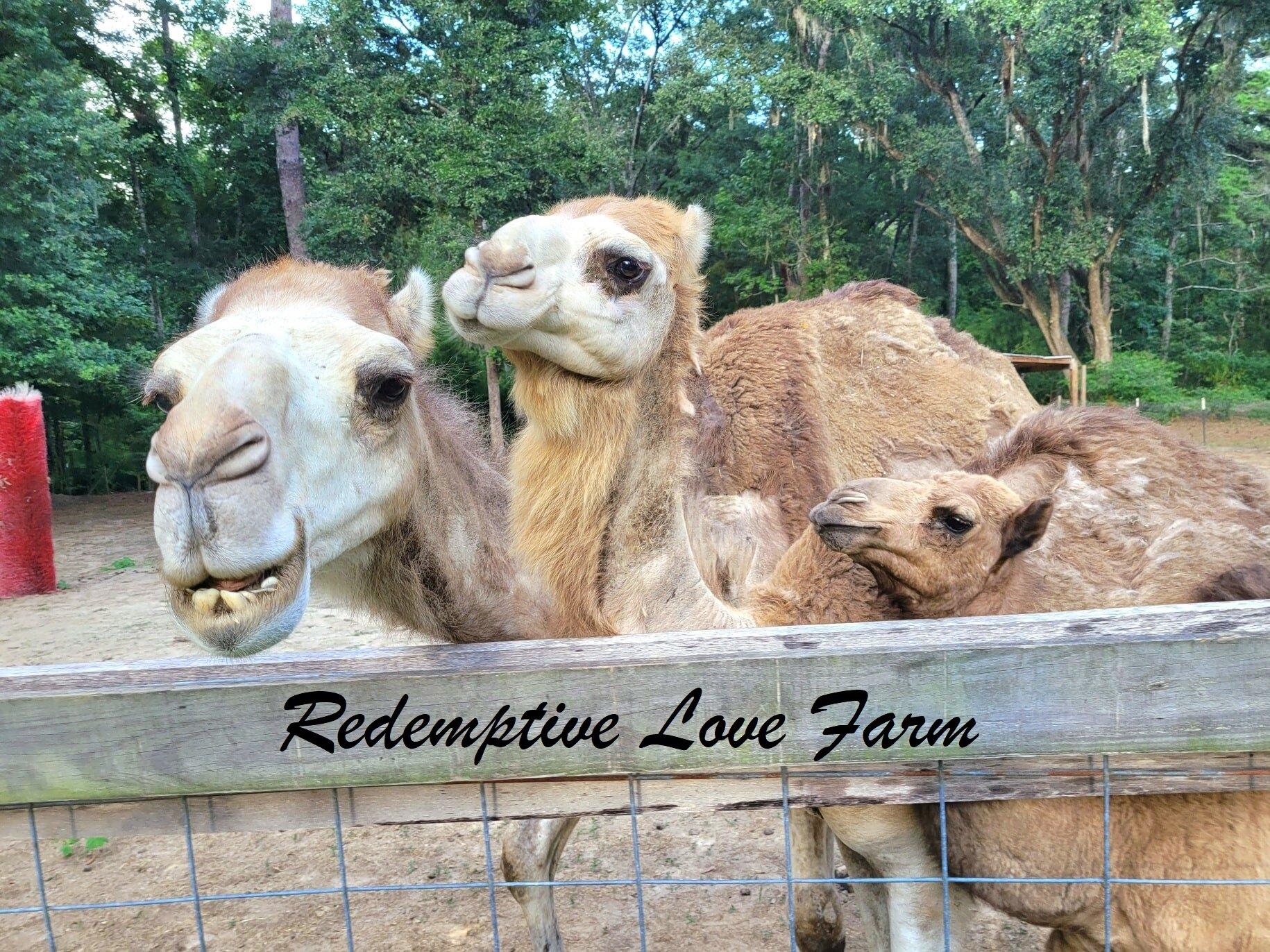 Redemptive Love Farm