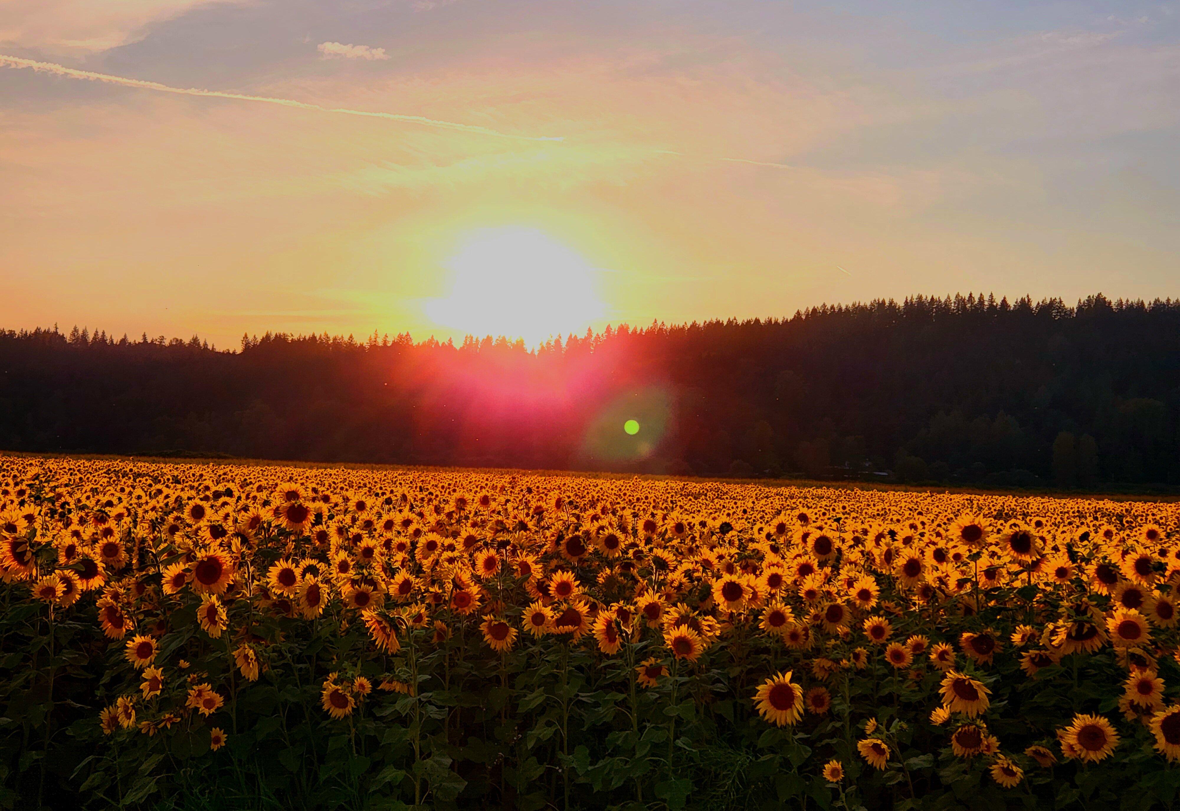 Lora Lee's A-Maze-Zing Sunflowers