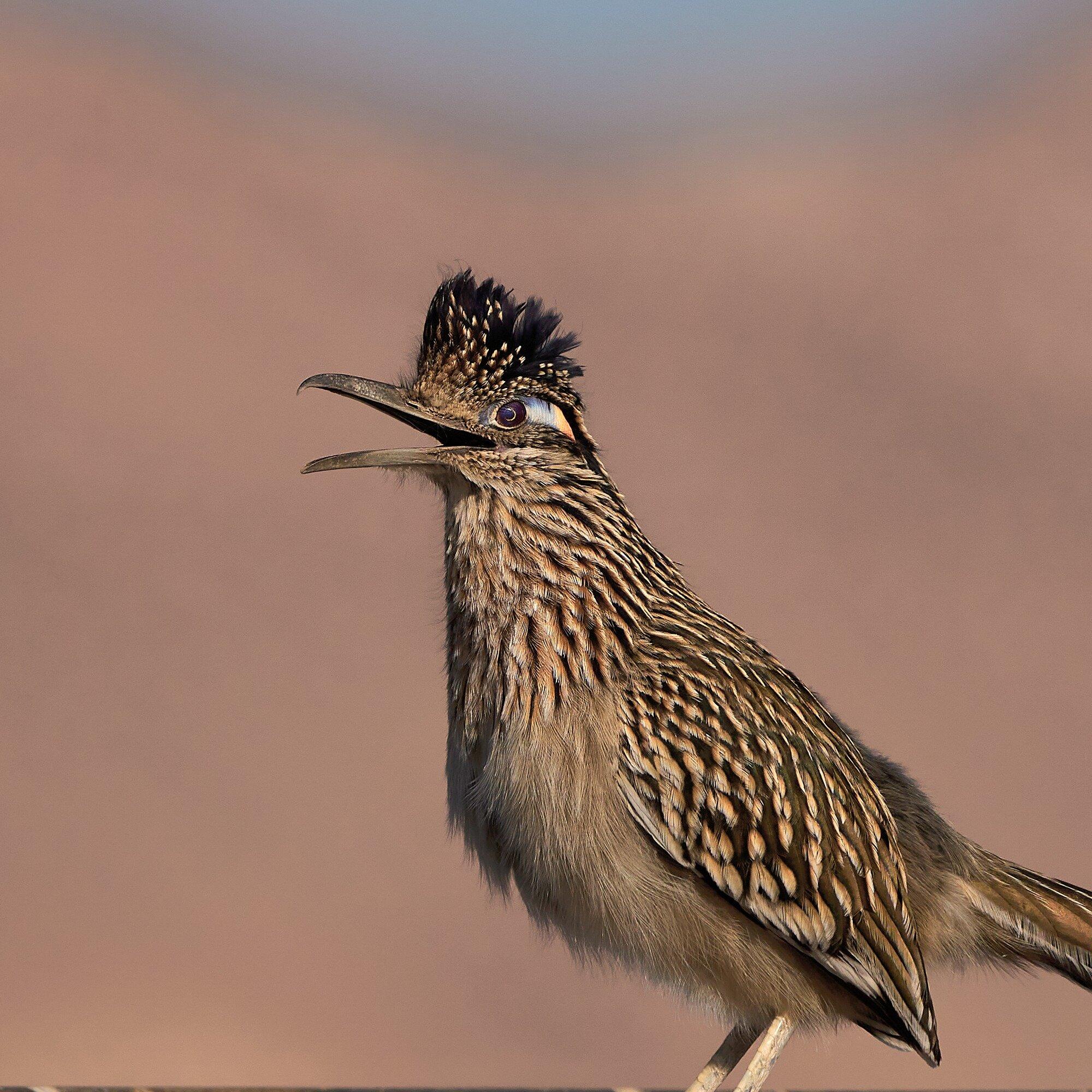 Las Vegas Birding and Wildlife Tours - The Wild Sights