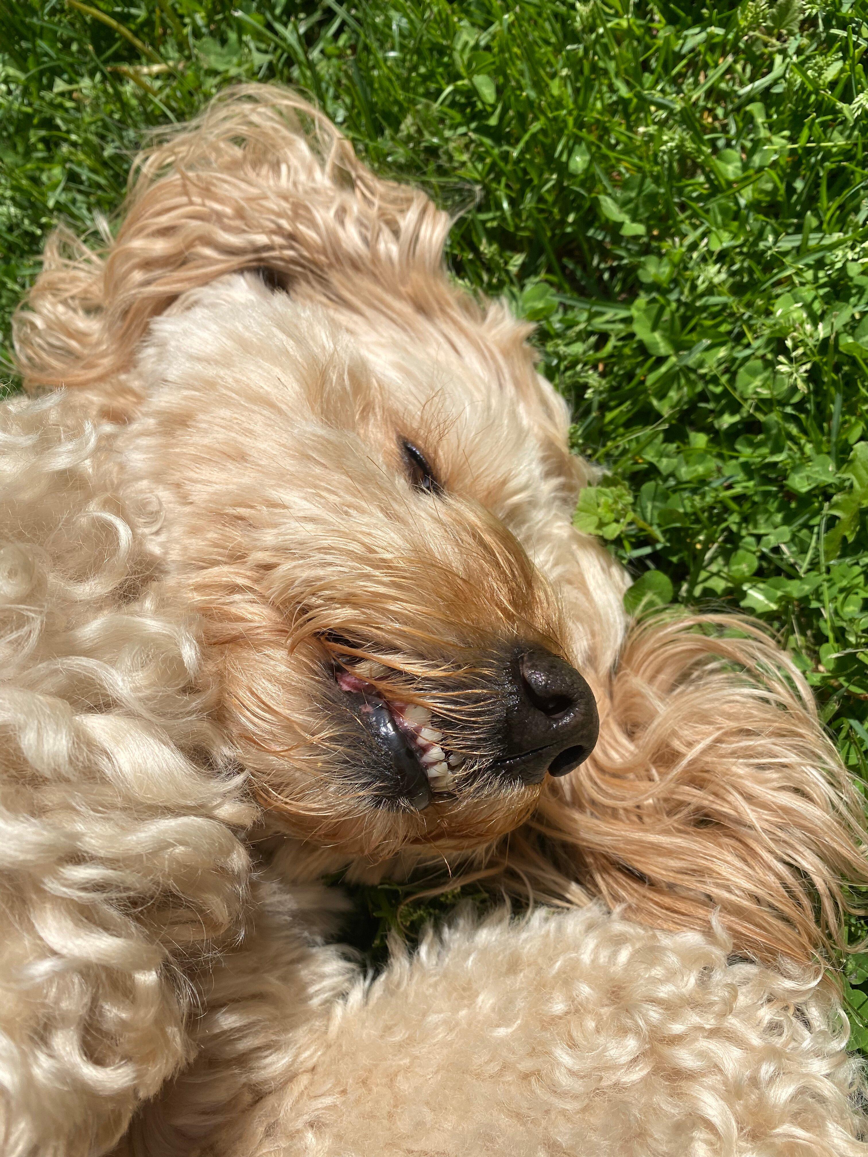 Photo by Cherry_Wonderdog