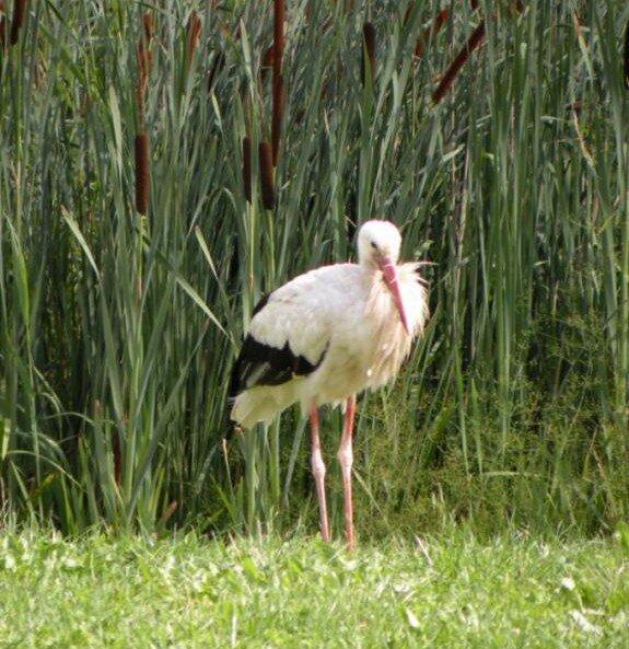 Parc à Cigognes de Soultz / Wuenheim