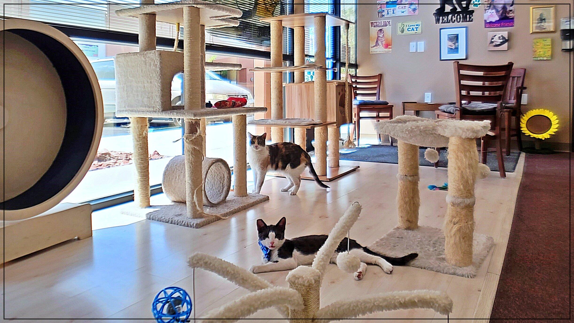 Rescued Treasures Cat Cafe