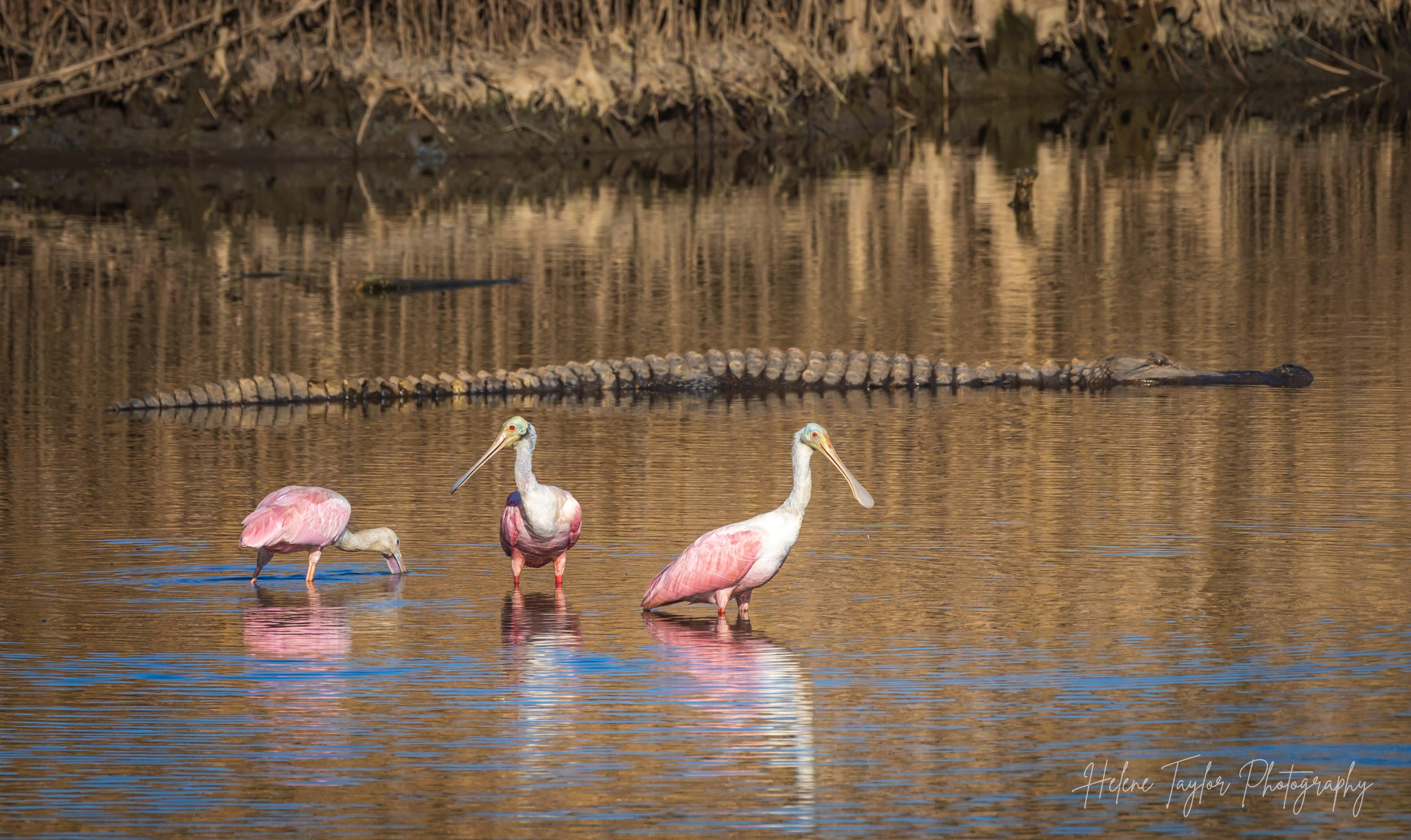 Donnelly Wildlife Mgr