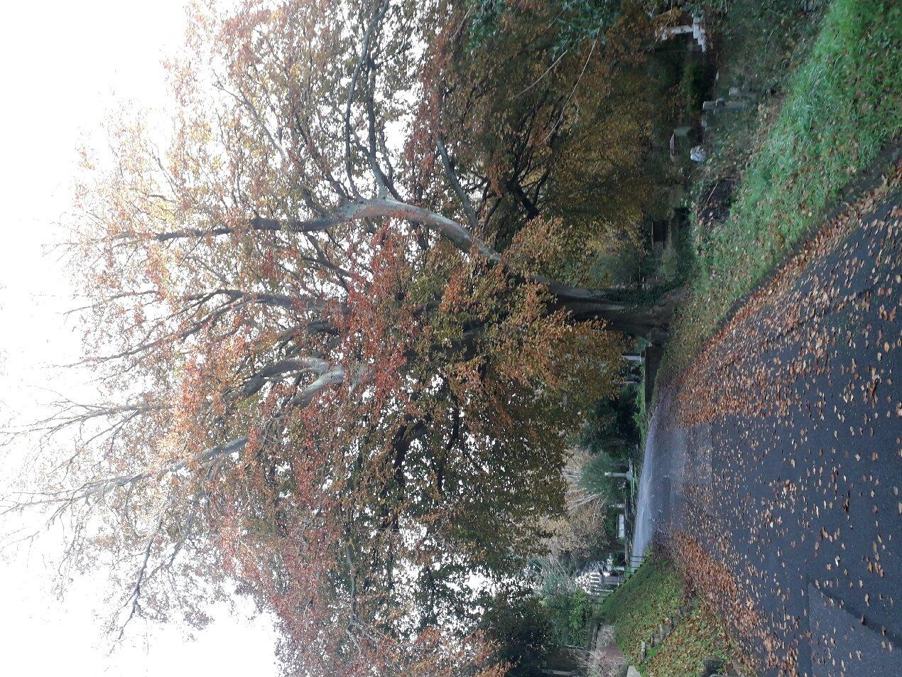 Brighton Extramural Cemetery