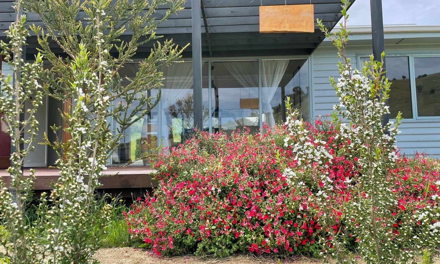 Torch Bearer Wines Tasmania