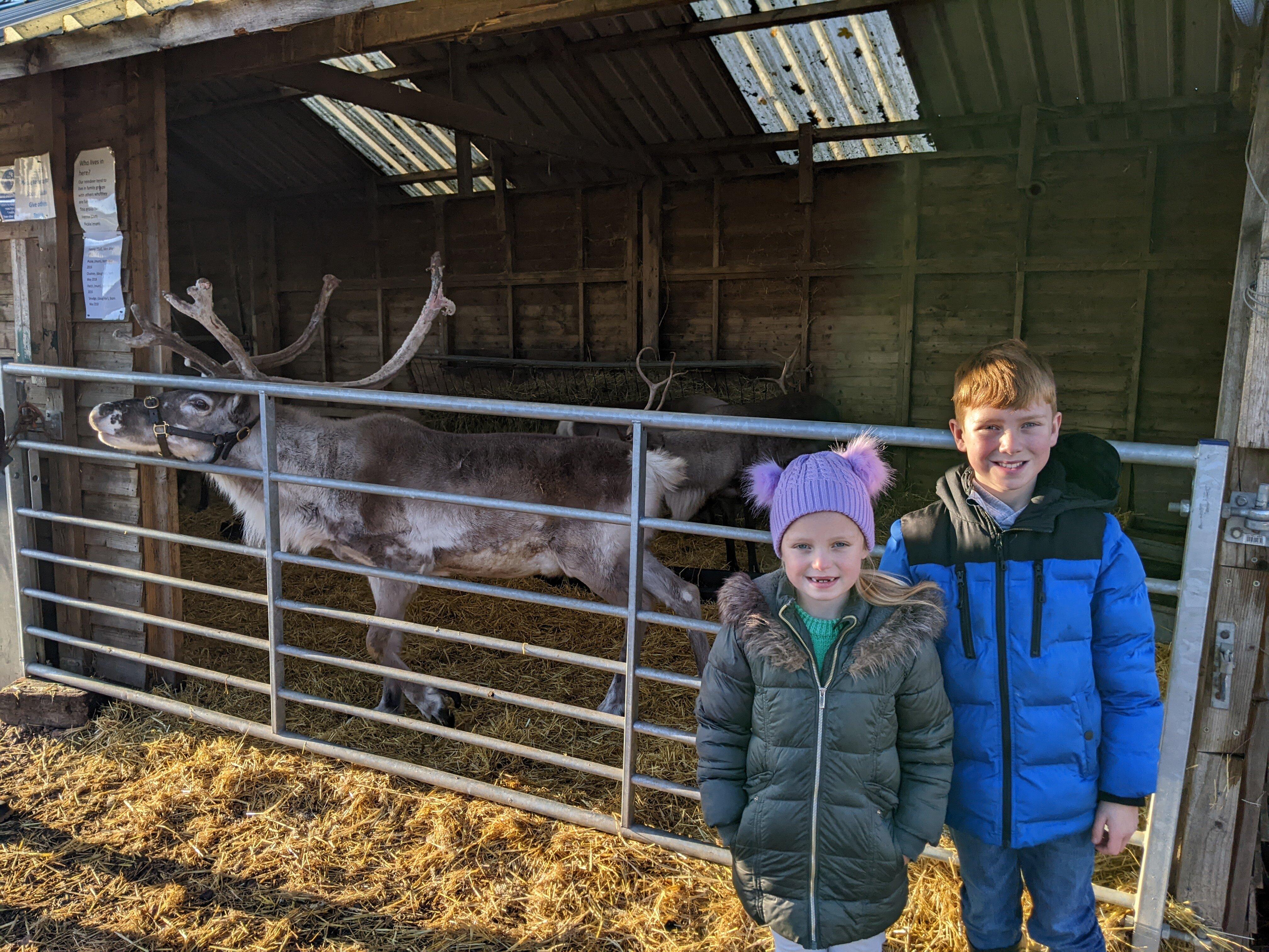 The Cotswold Reindeer Herd