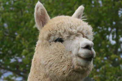 Stargazer Ranch Alpacas