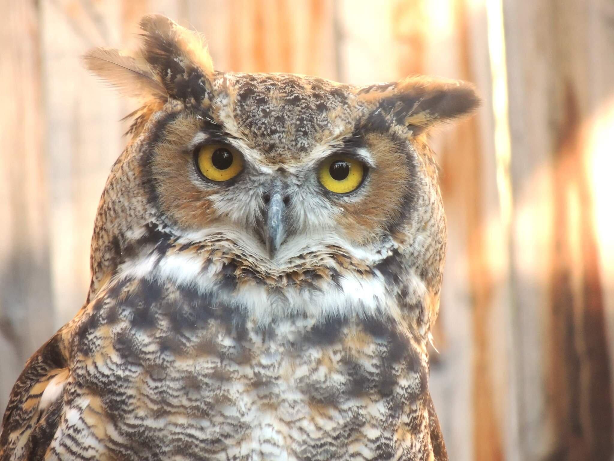 Centre D'interprétation Des Oiseaux De Proie De Godbout