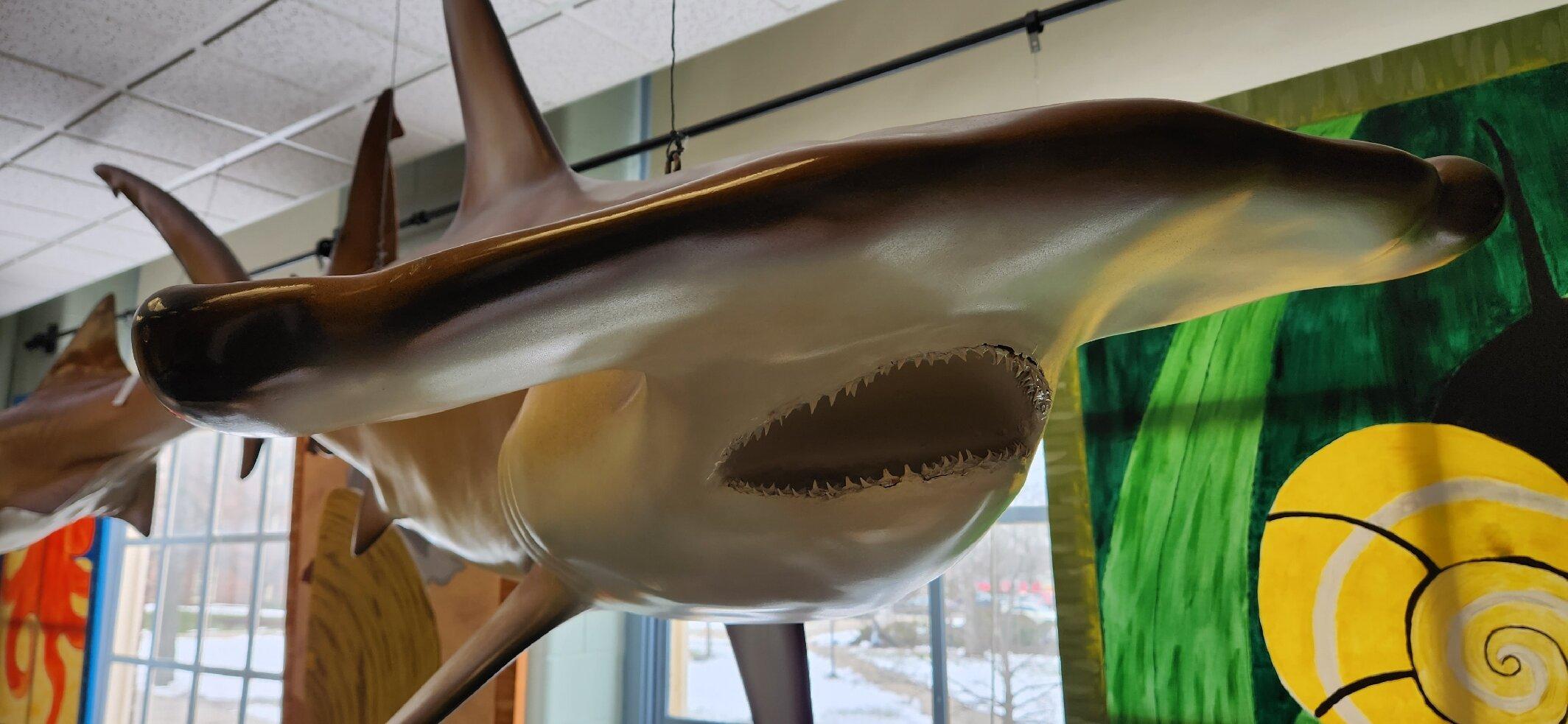 Hefner Museum Of Natural History