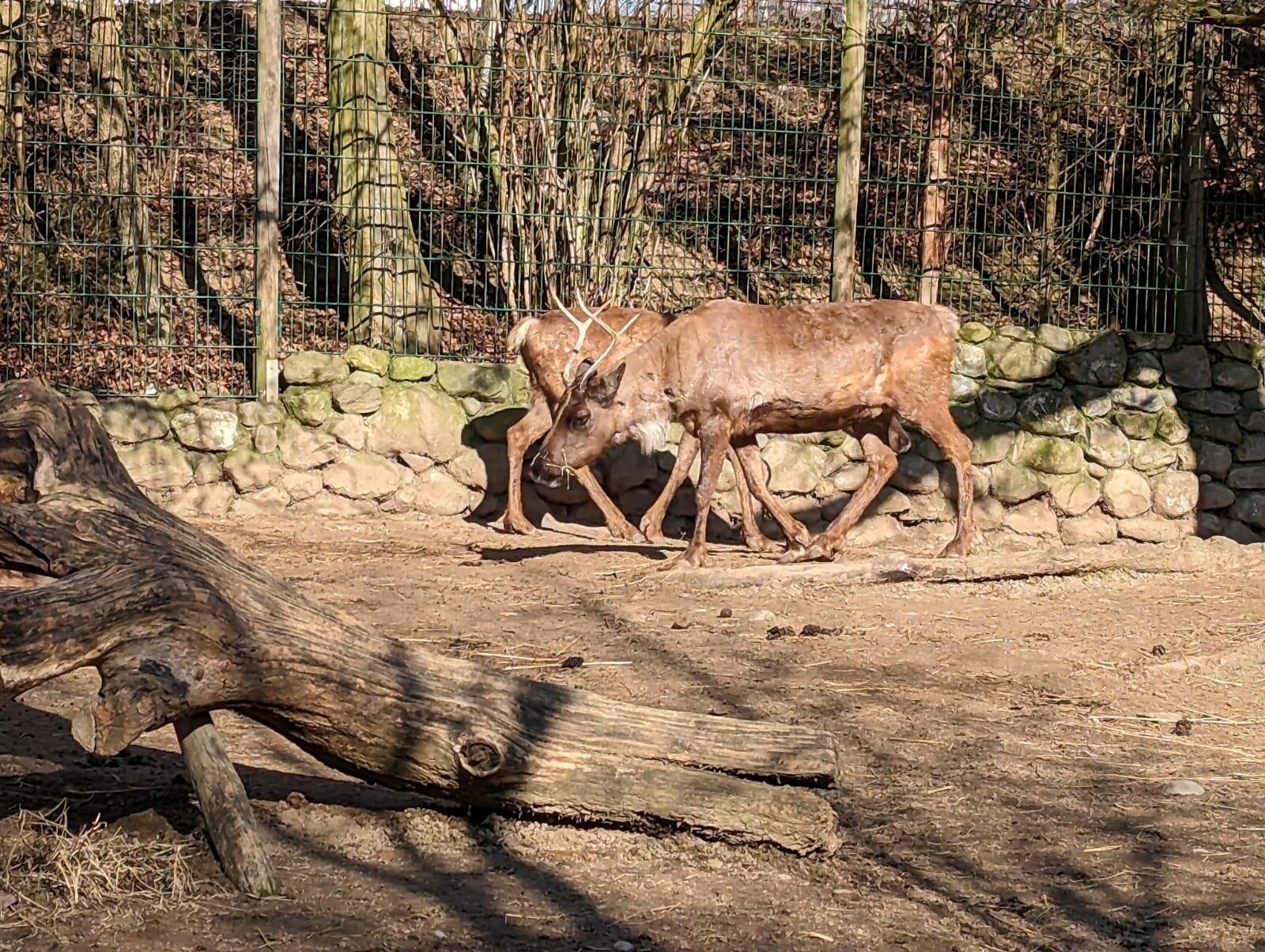 Haustierhof Reutemühle