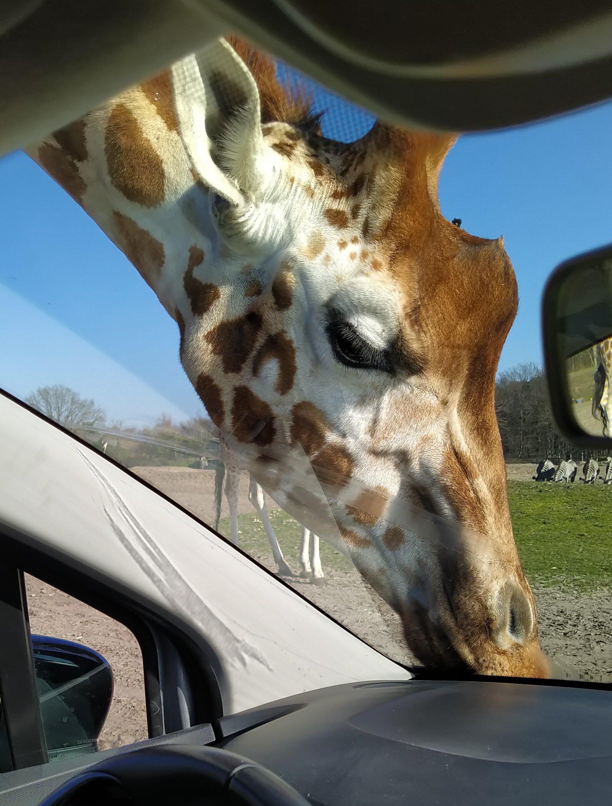 Beekse Bergen Safari Park