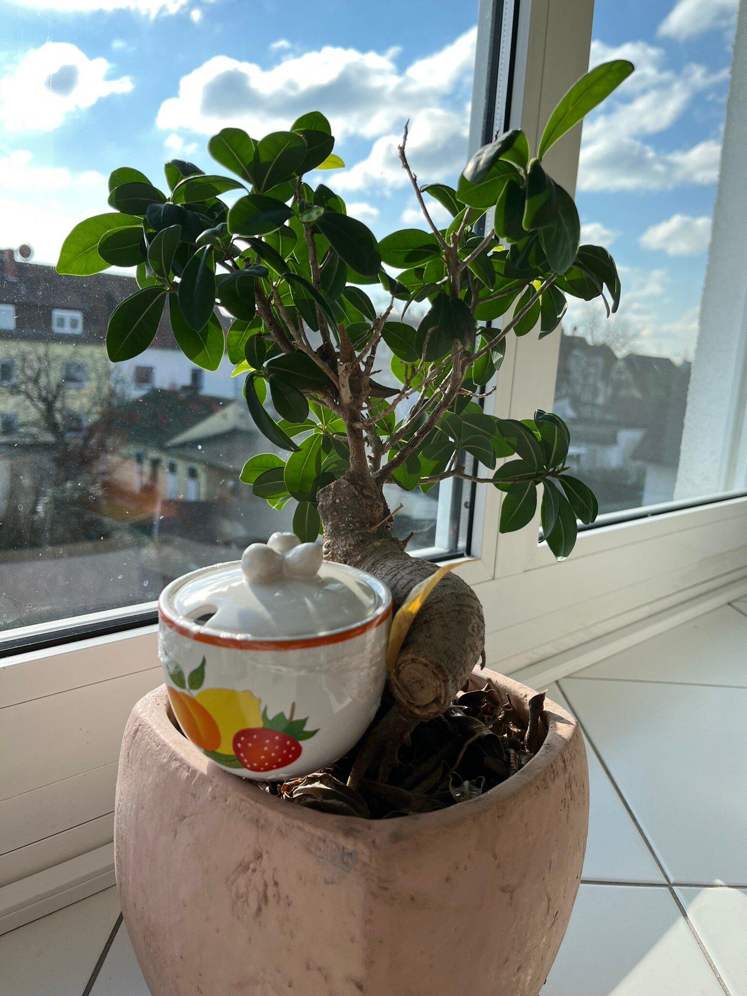 Le Marché De Cachan