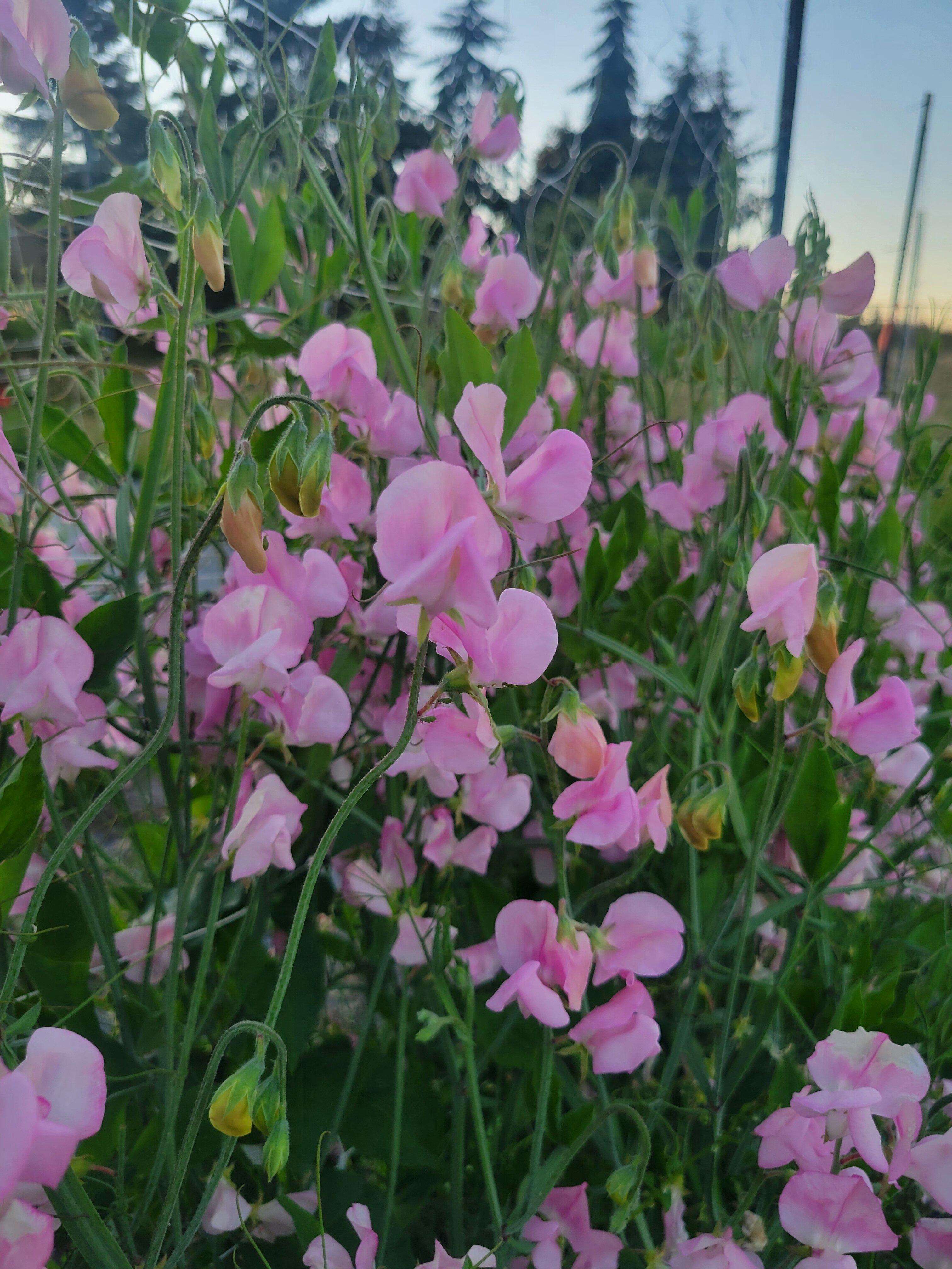 Back to Dirt Farm LLC