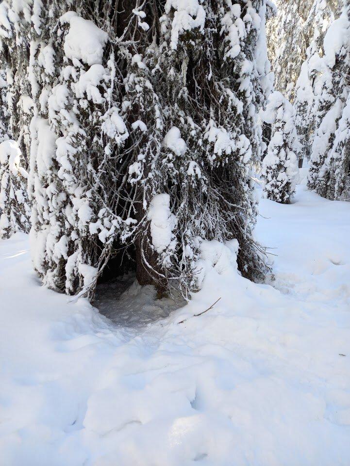 Valtaara winter trail