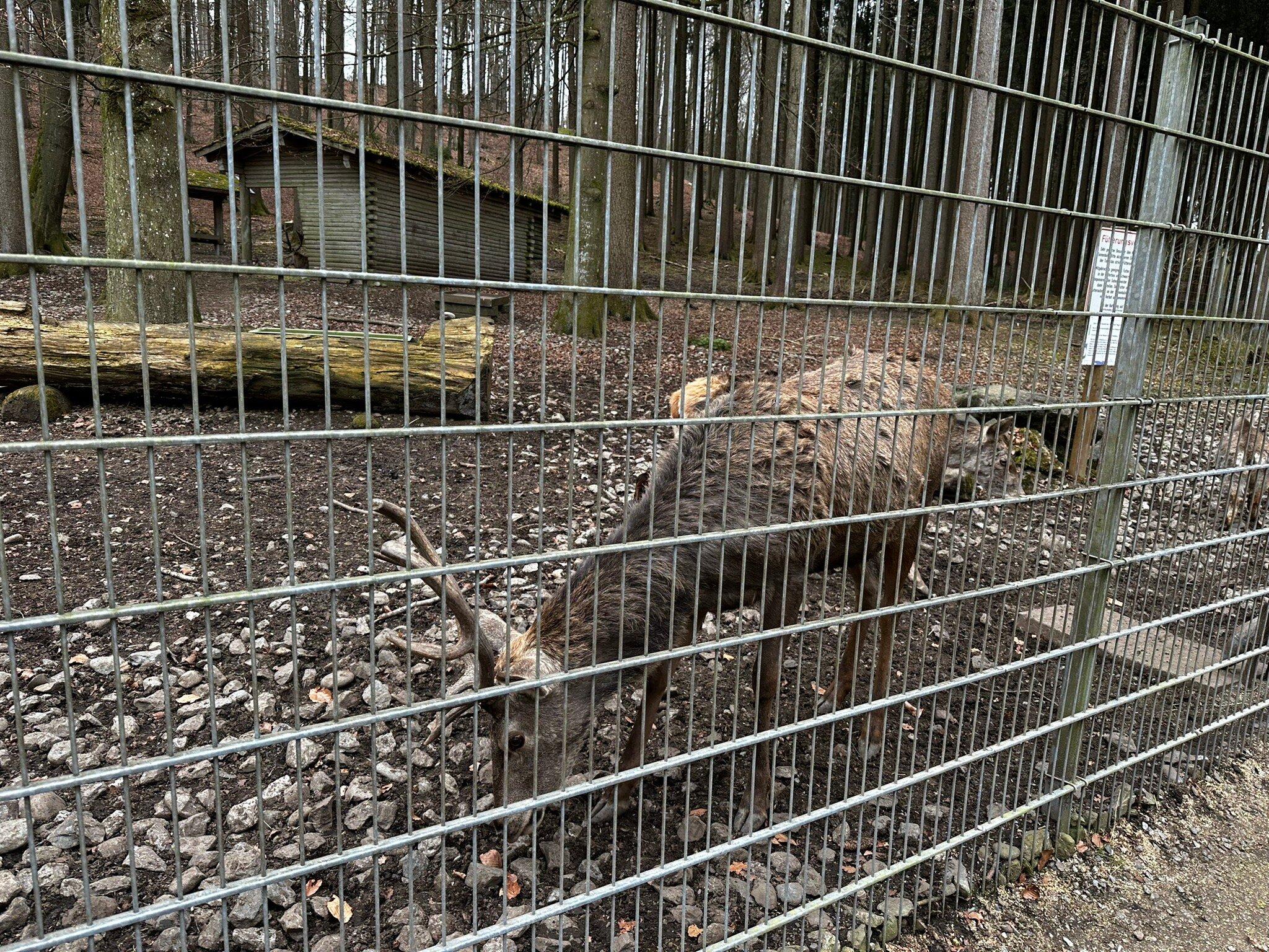 Wildtiergehege Naherholung Tannenbühl