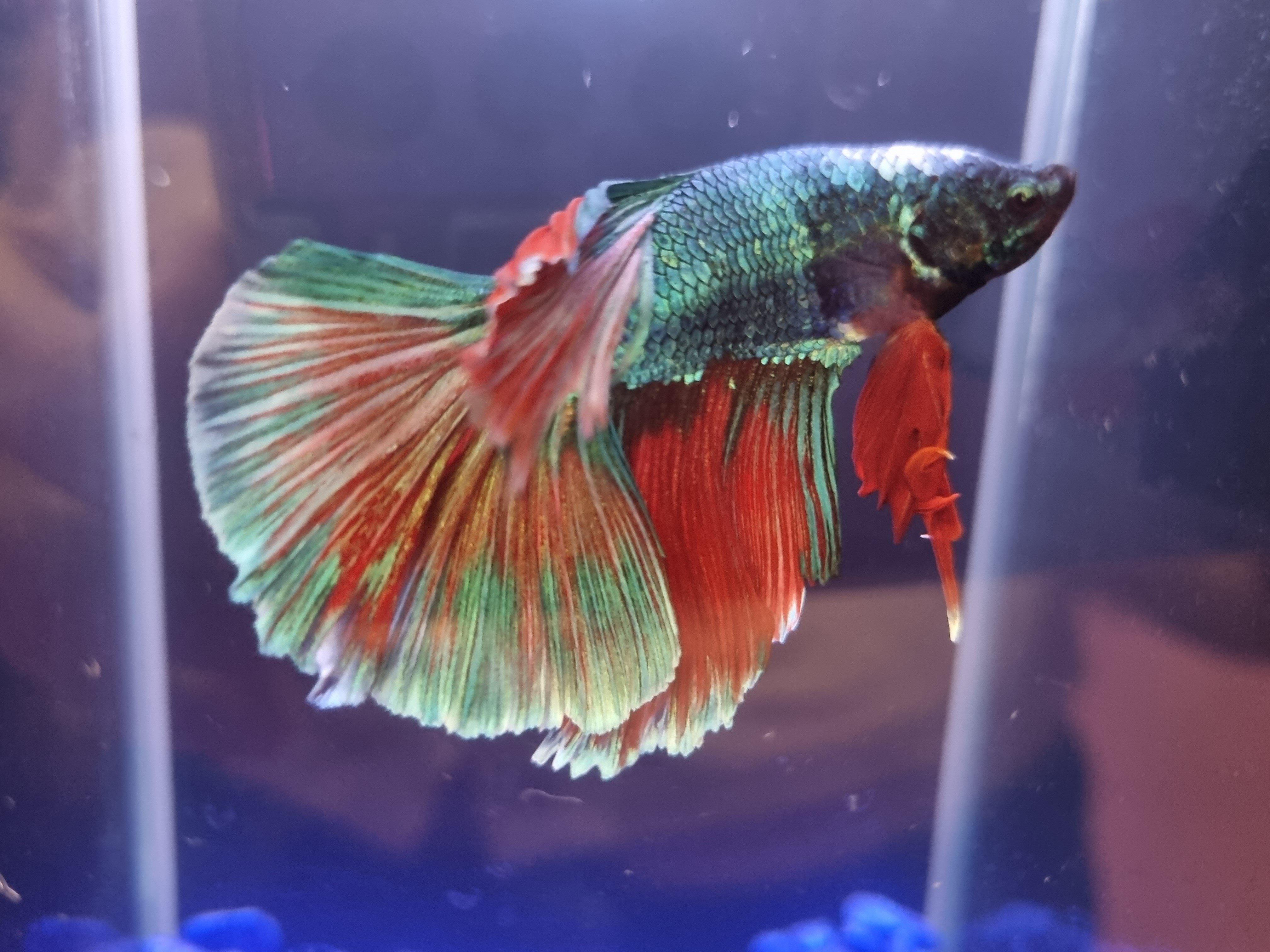 Petacular Mt Ommaney