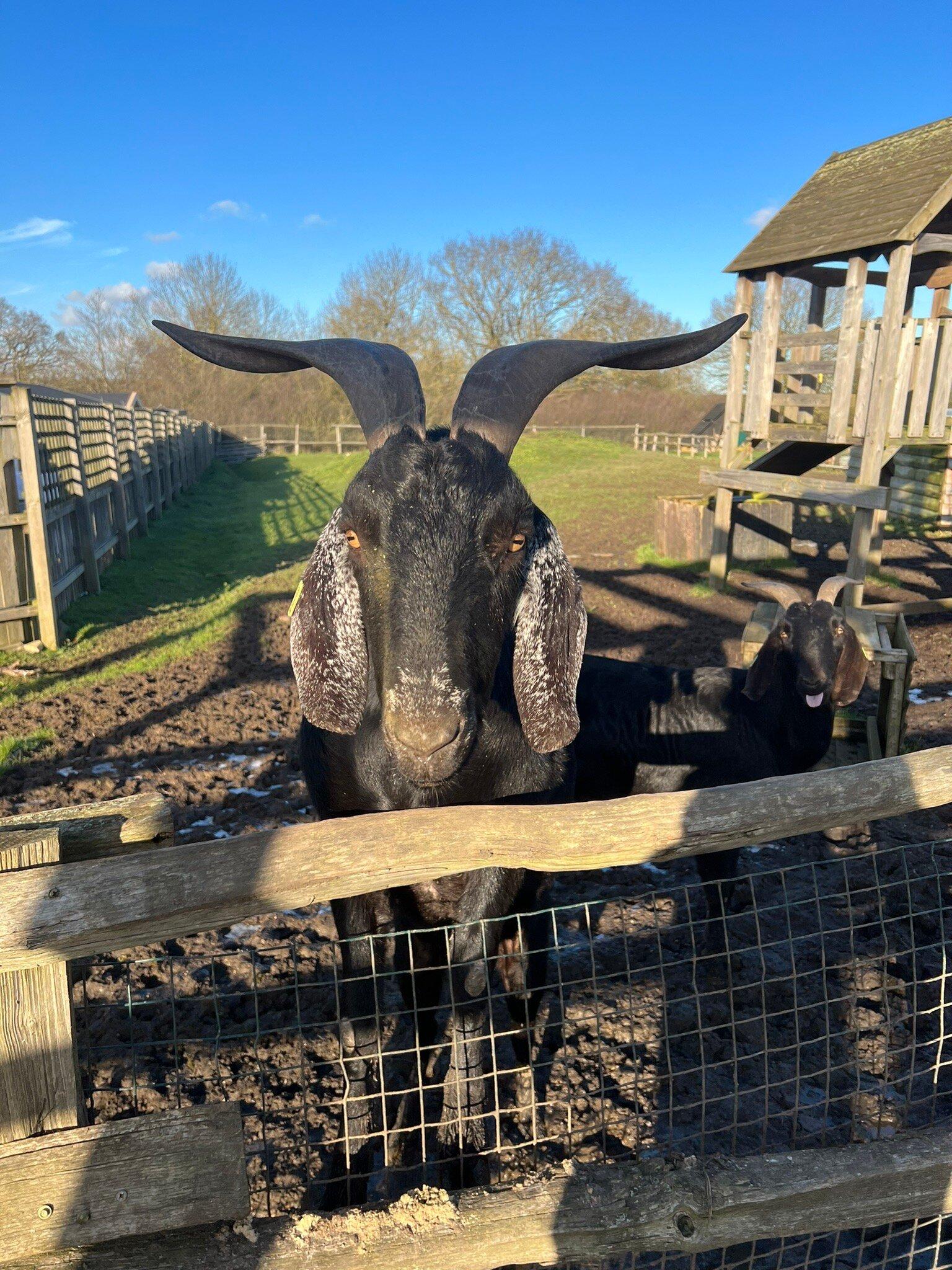 White Elm Garden Centre & Tea Room