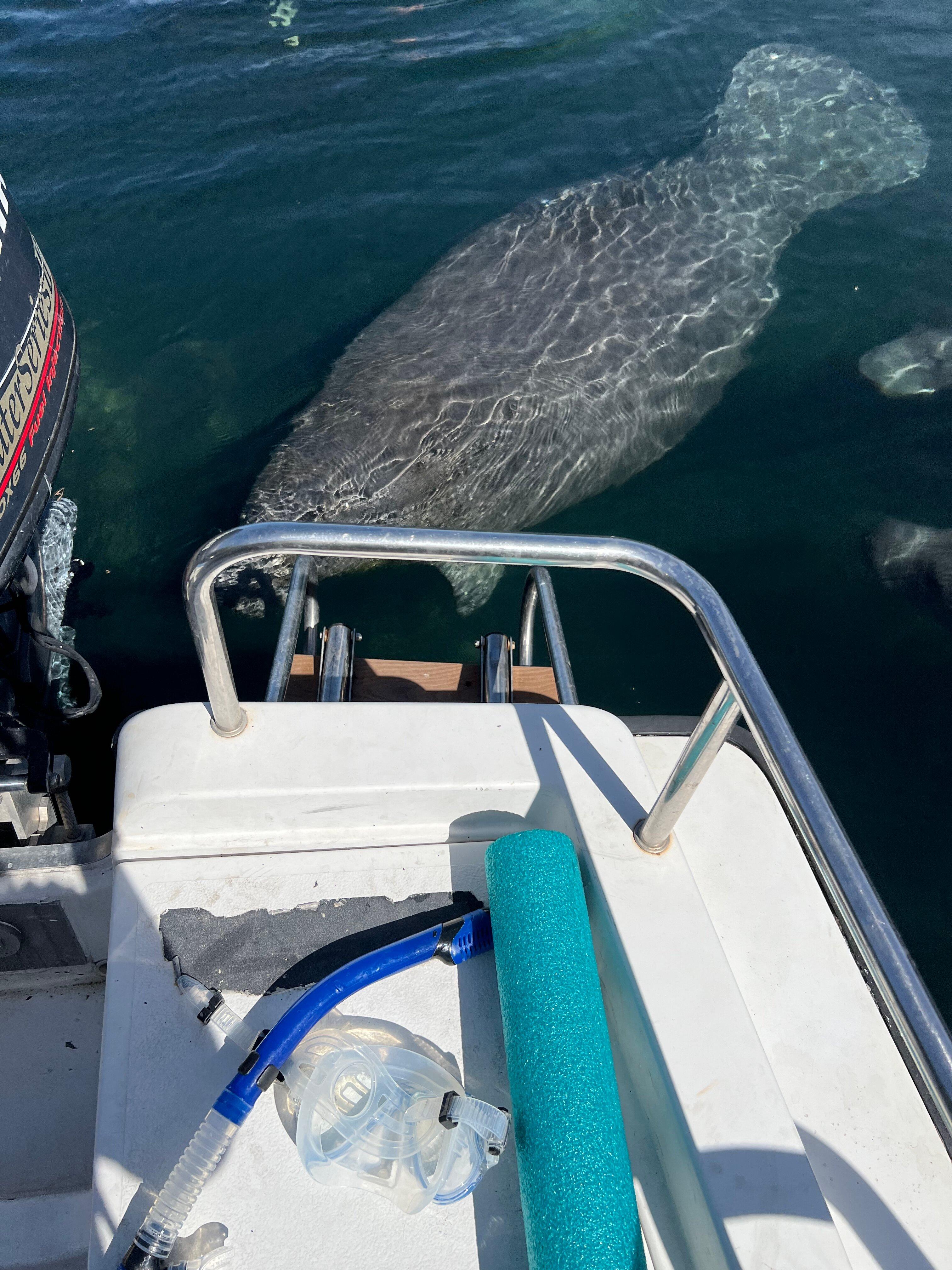 Nature Coast Manatee Tours