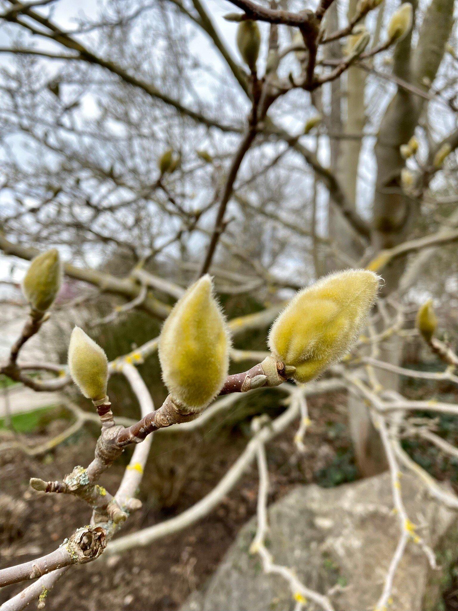 Magnoliengarten - Garten des Übergangs