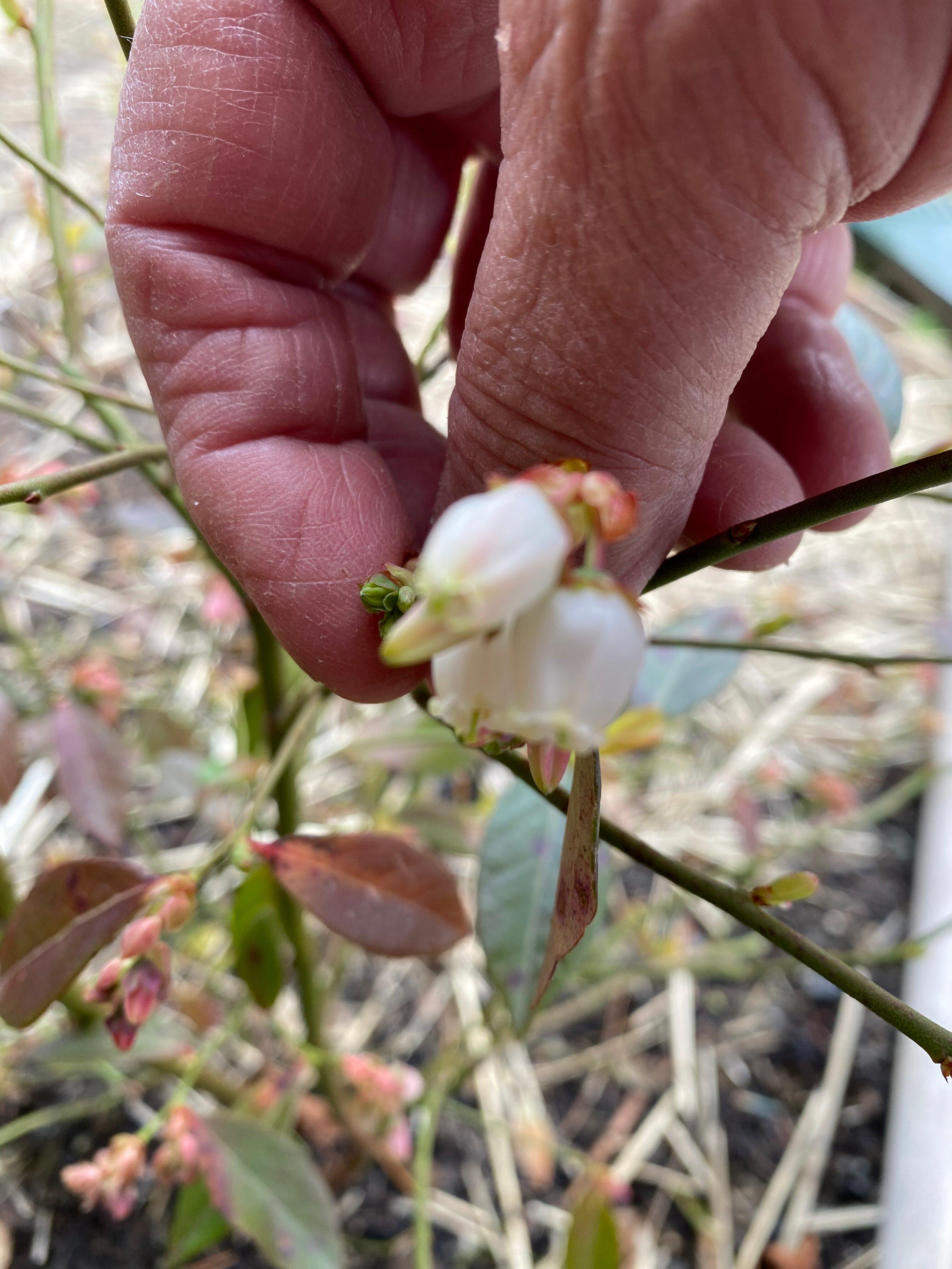 Dragonfly Farm Nursery