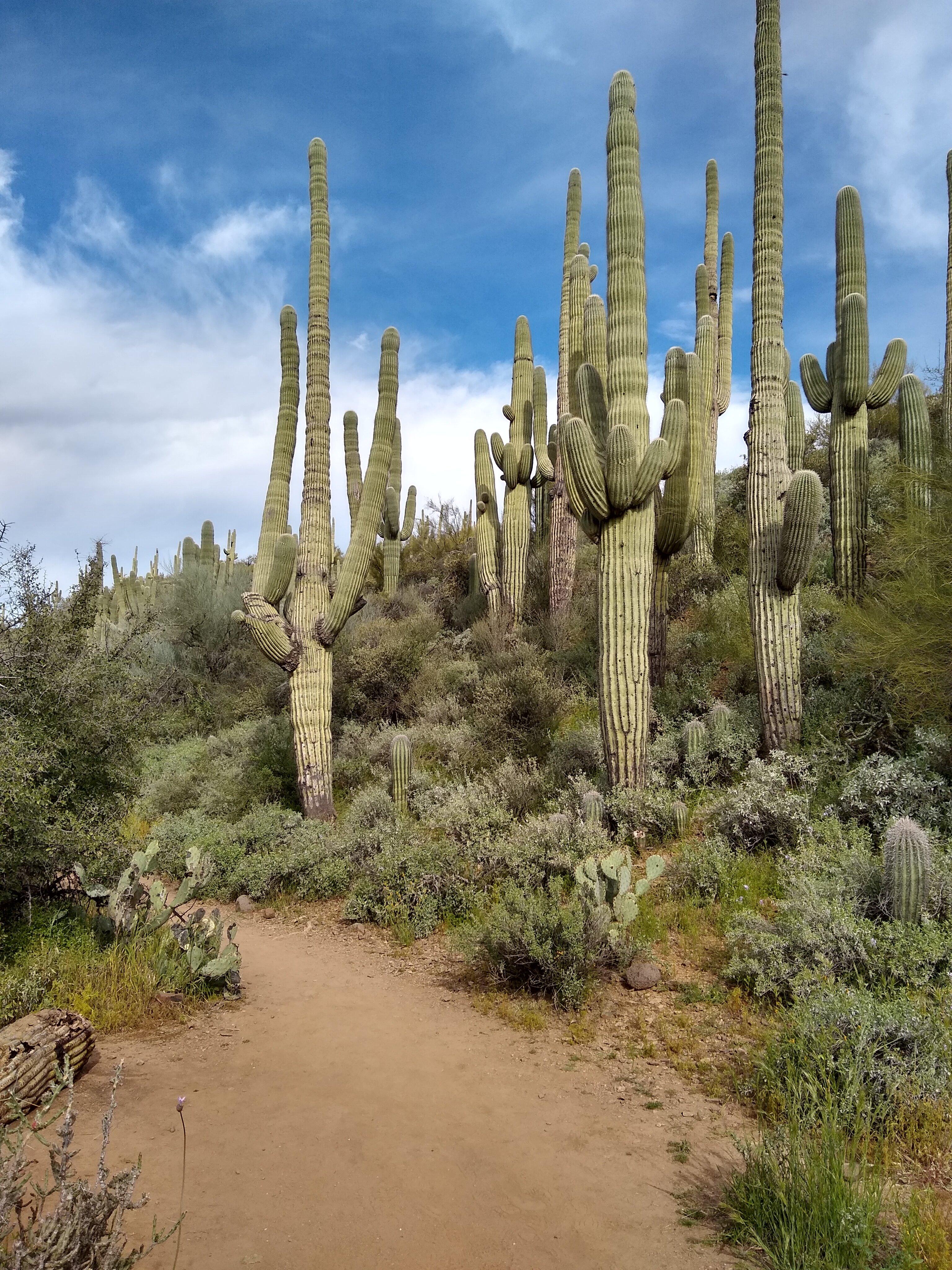 Jewel Of The Creek Preserve